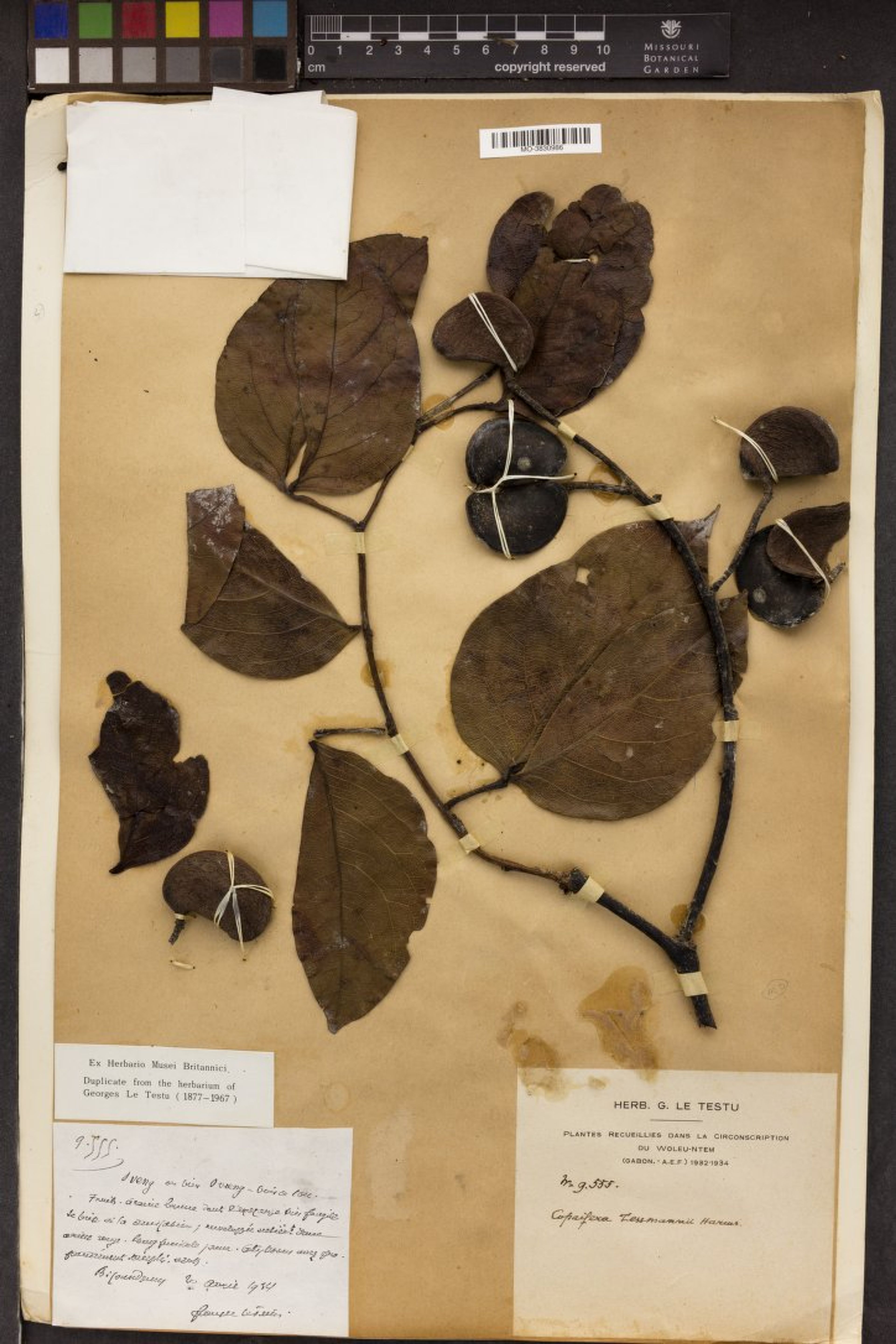 Guibourtia tessmannii - 175