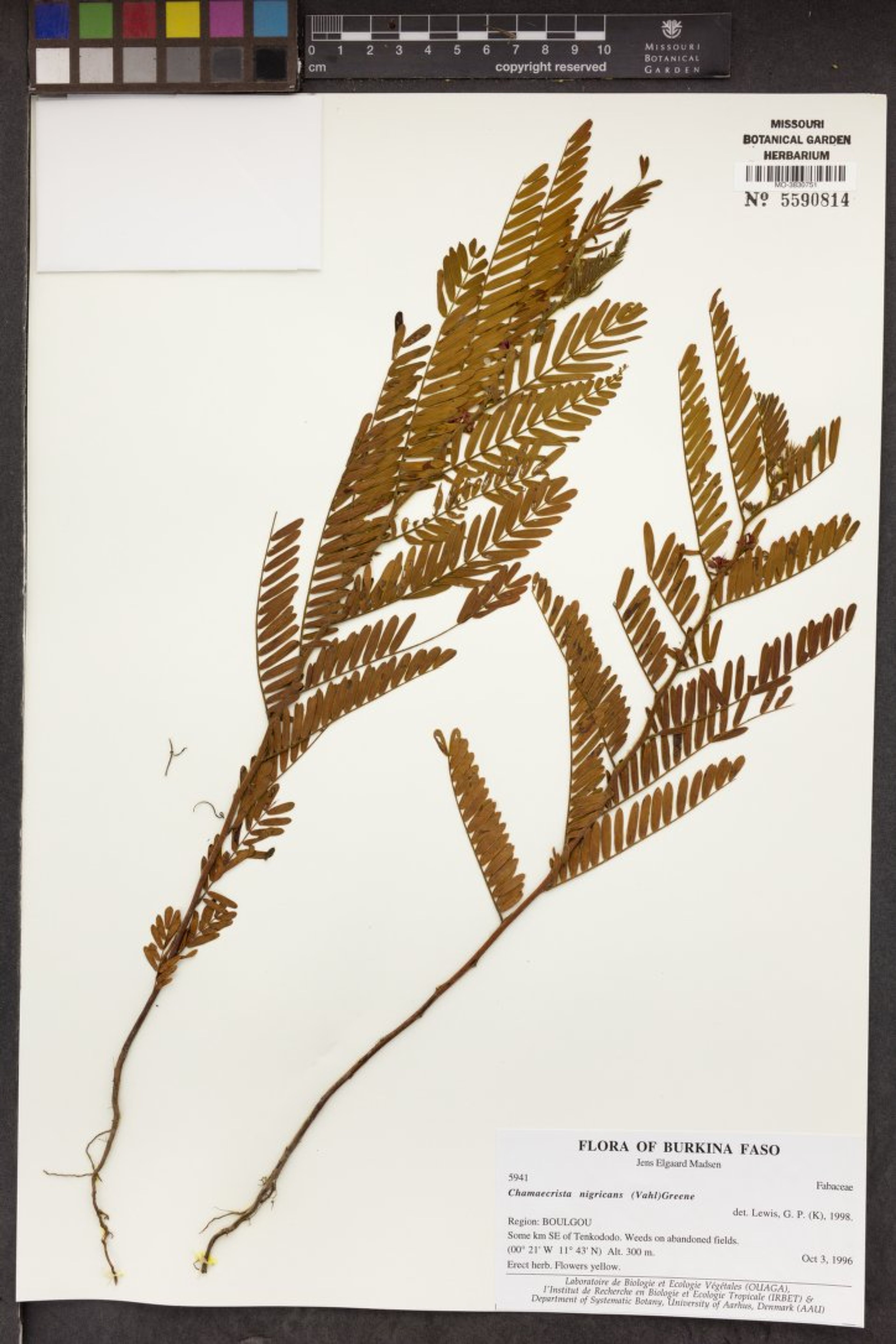 Chamaecrista nigricans - 58