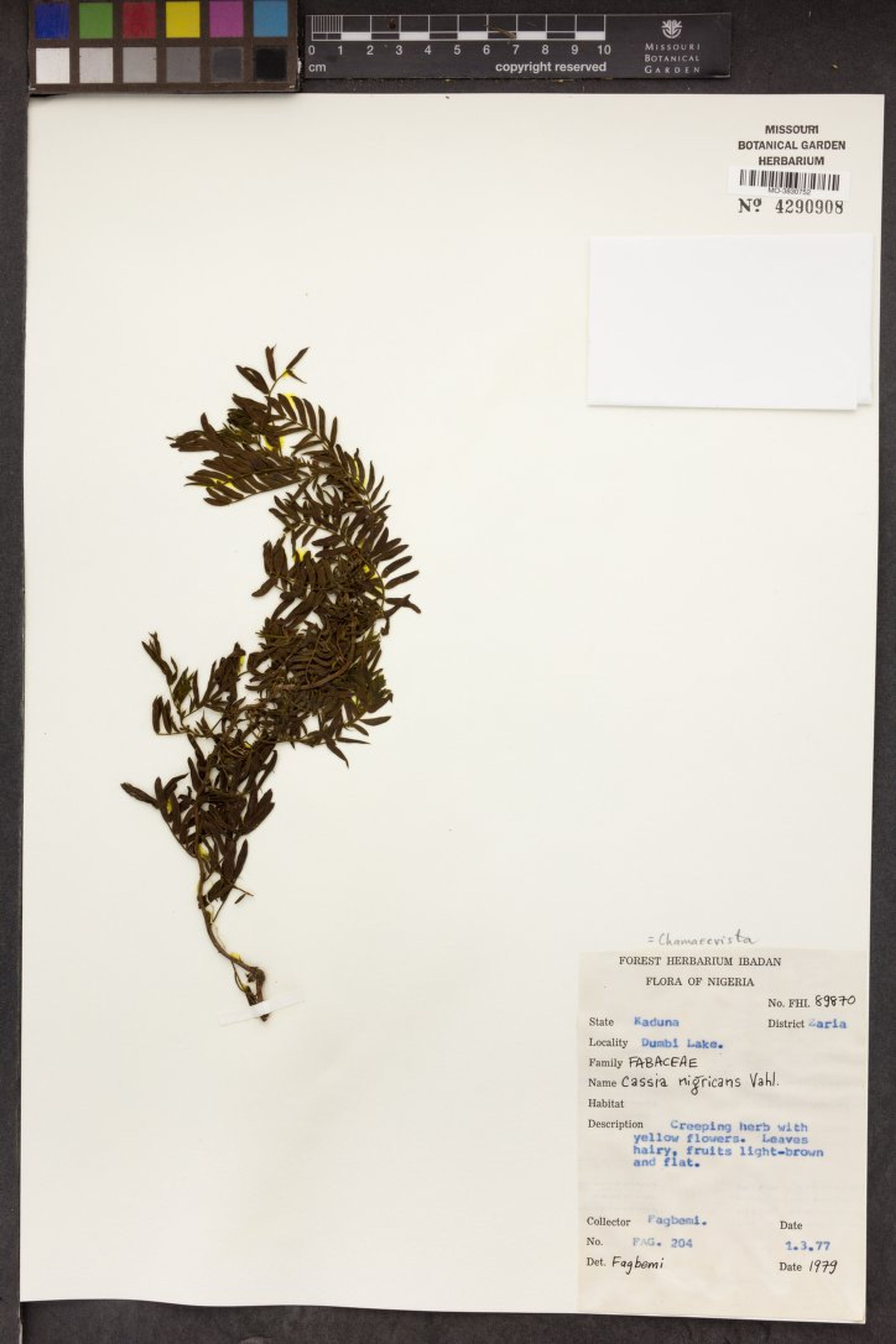 Chamaecrista nigricans - 52