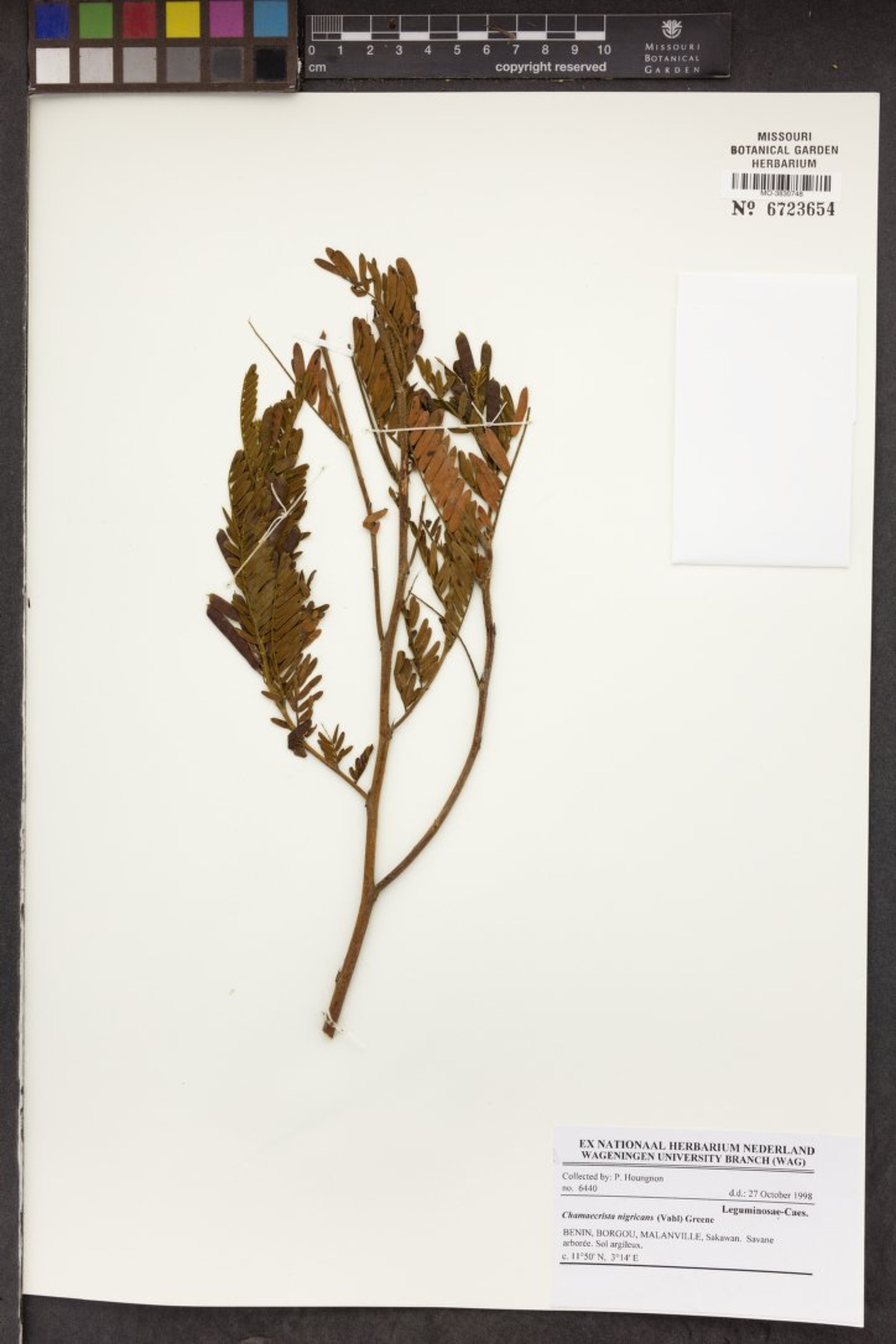 Chamaecrista nigricans - 18