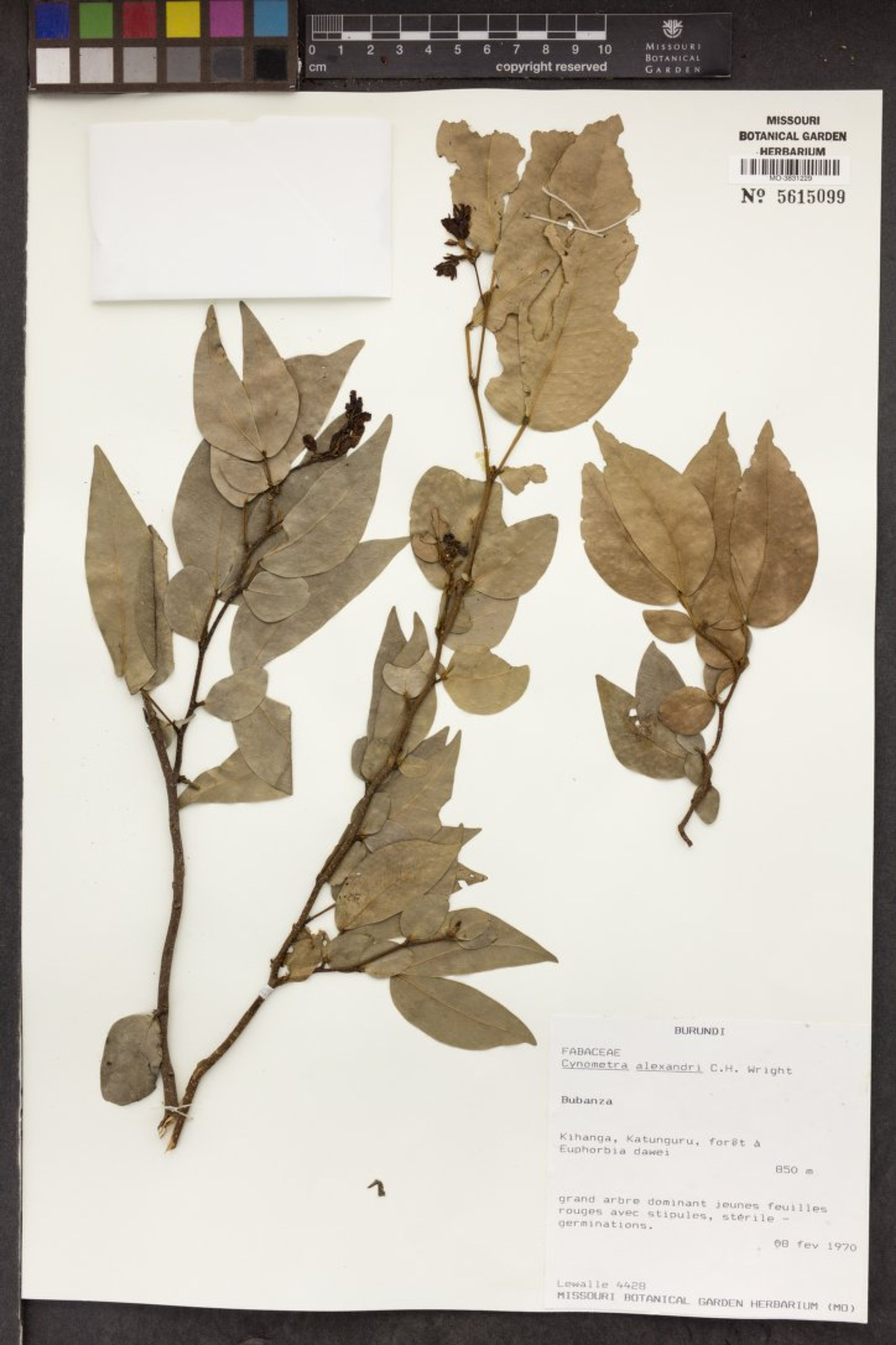Cynometra alexandri - 15