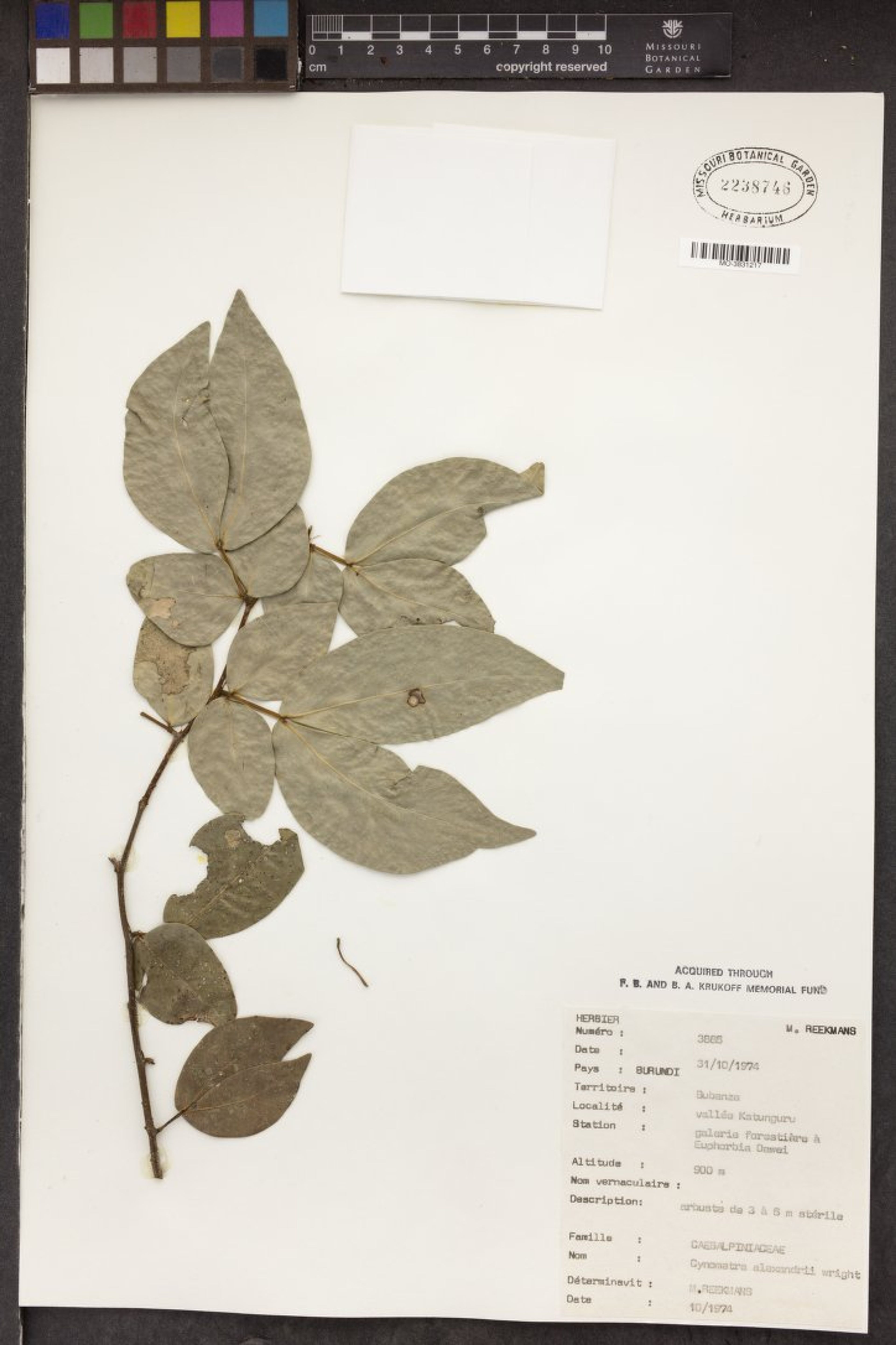 Cynometra alexandri - 56