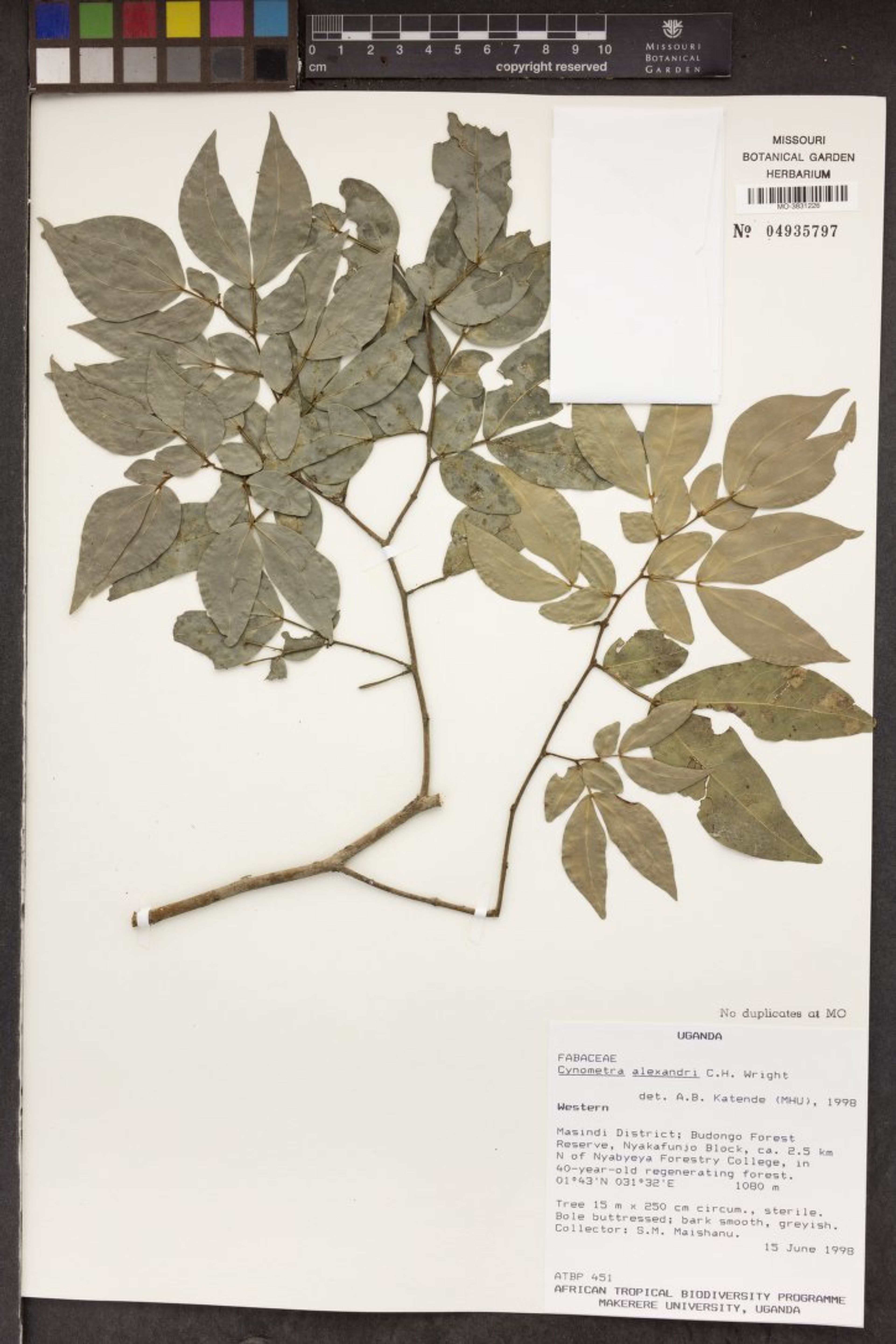 Cynometra alexandri - 34