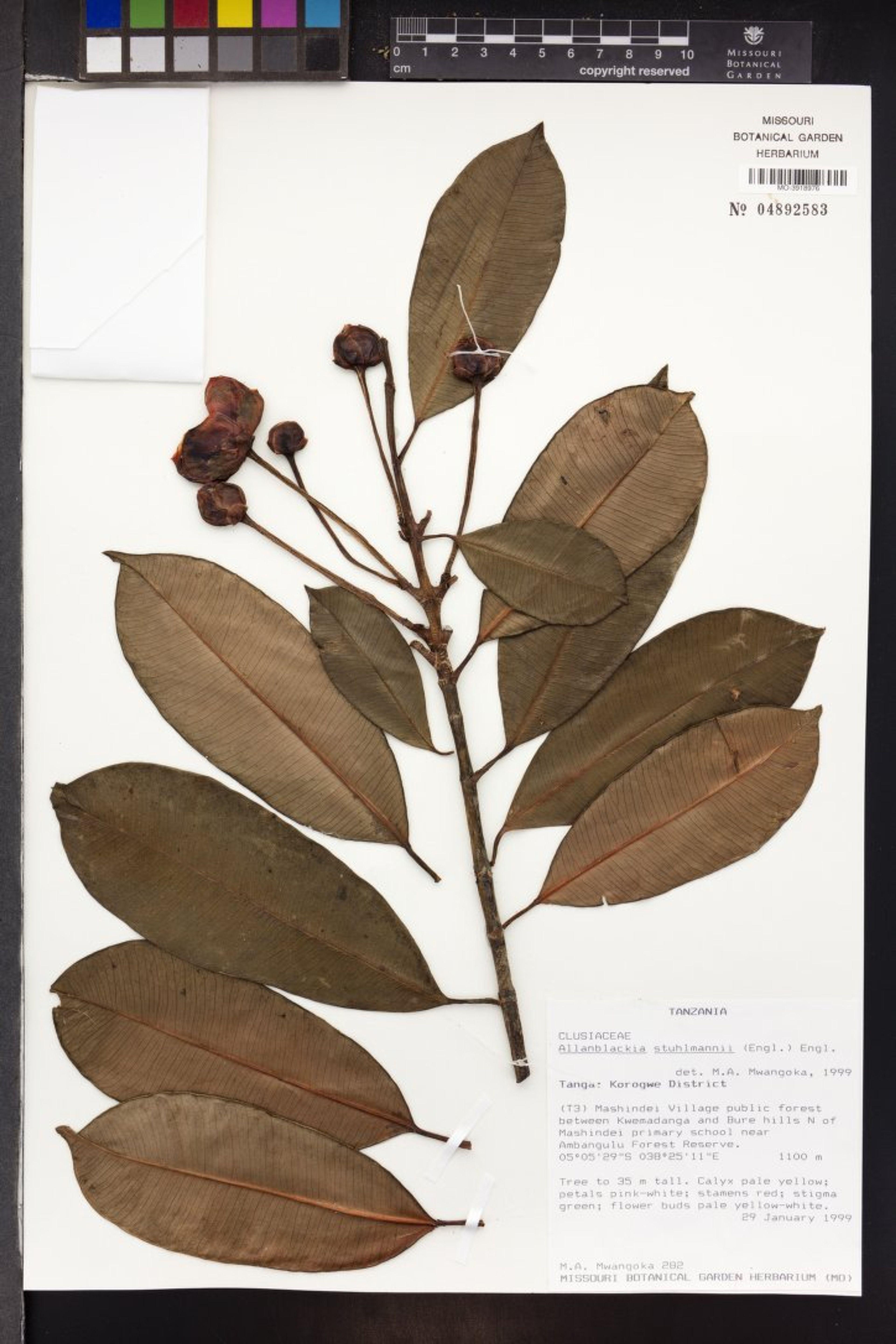 Allanblackia stuhlmannii - 42