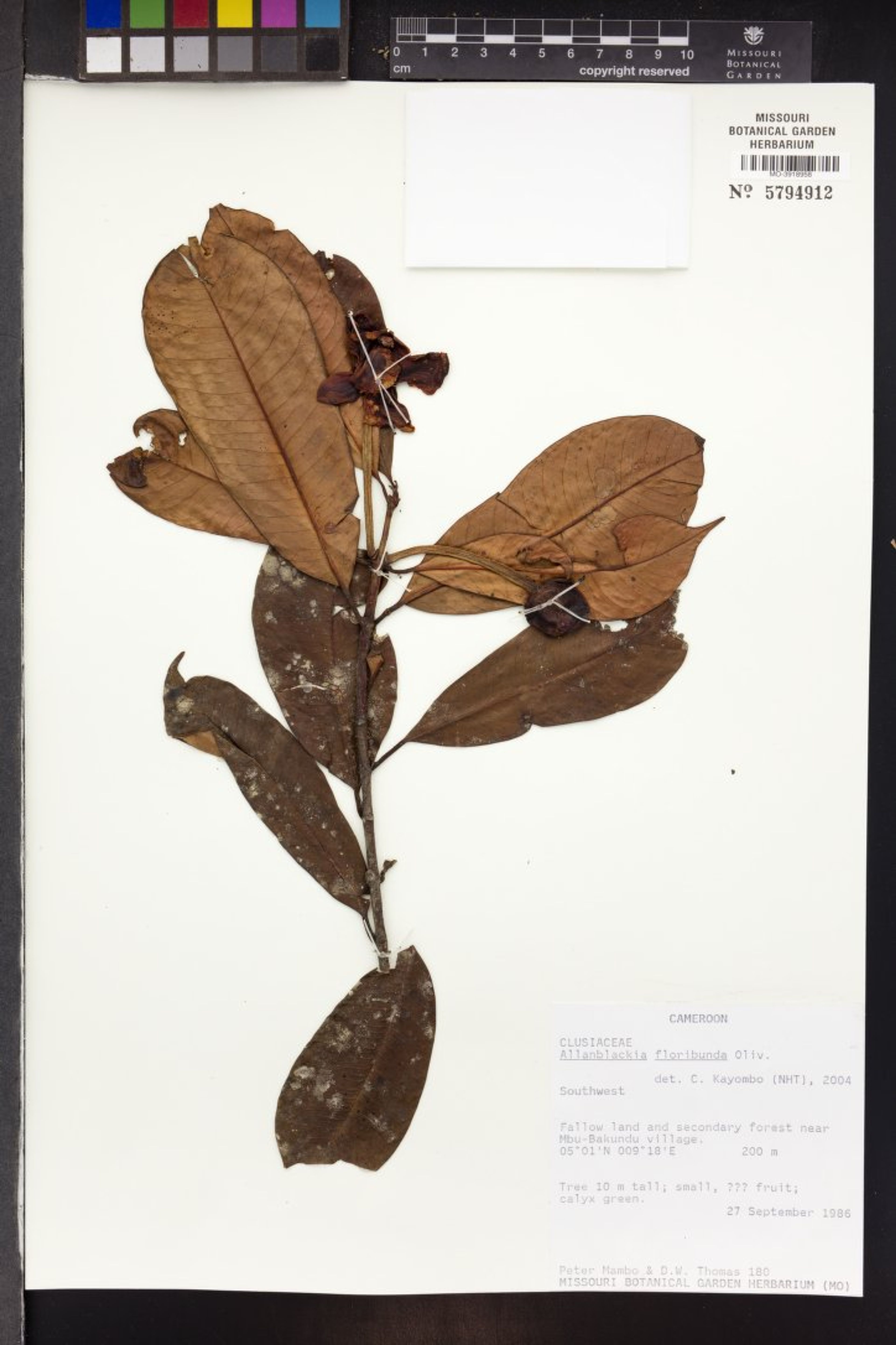 Allanblackia floribunda - 90