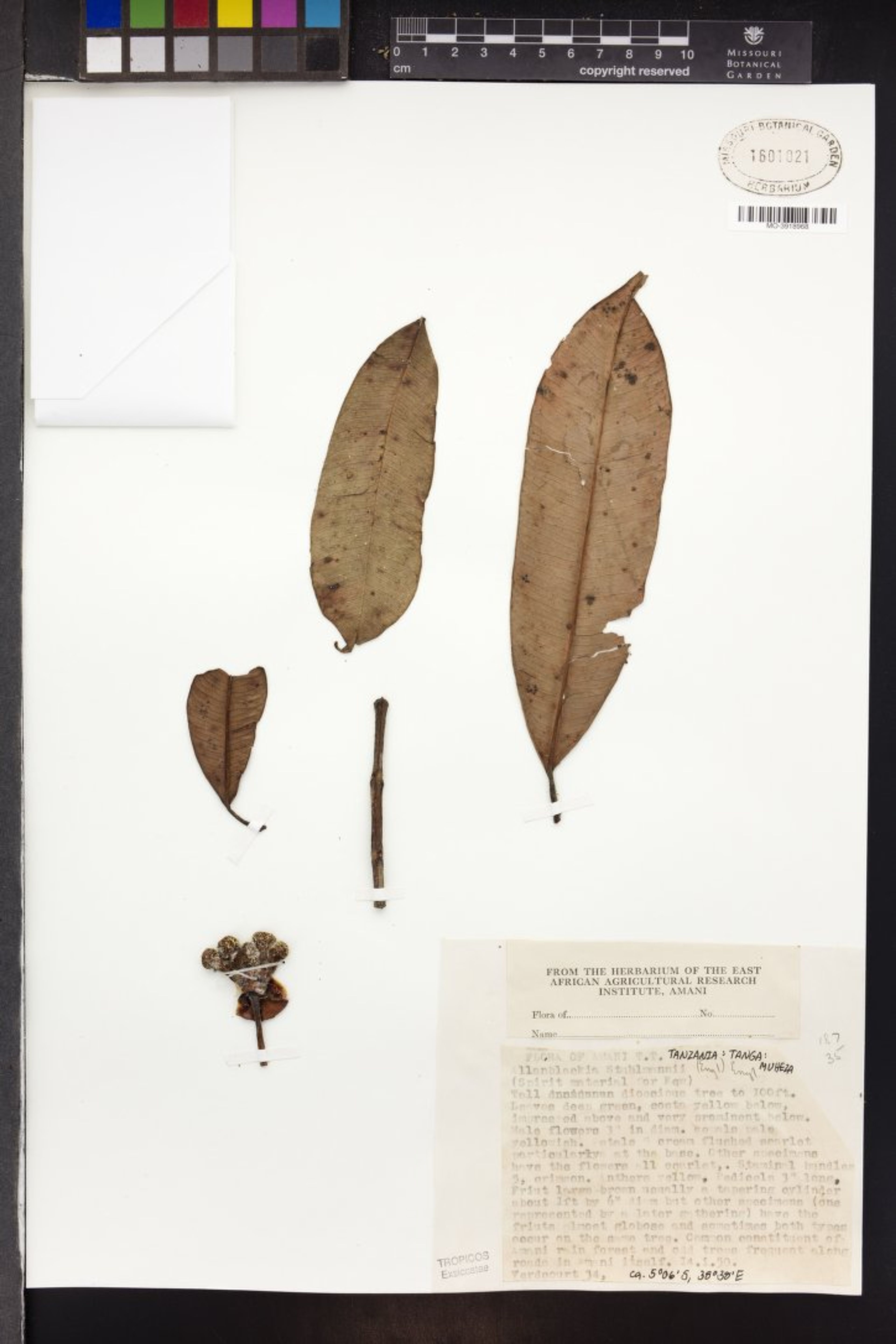 Allanblackia stuhlmannii - 23