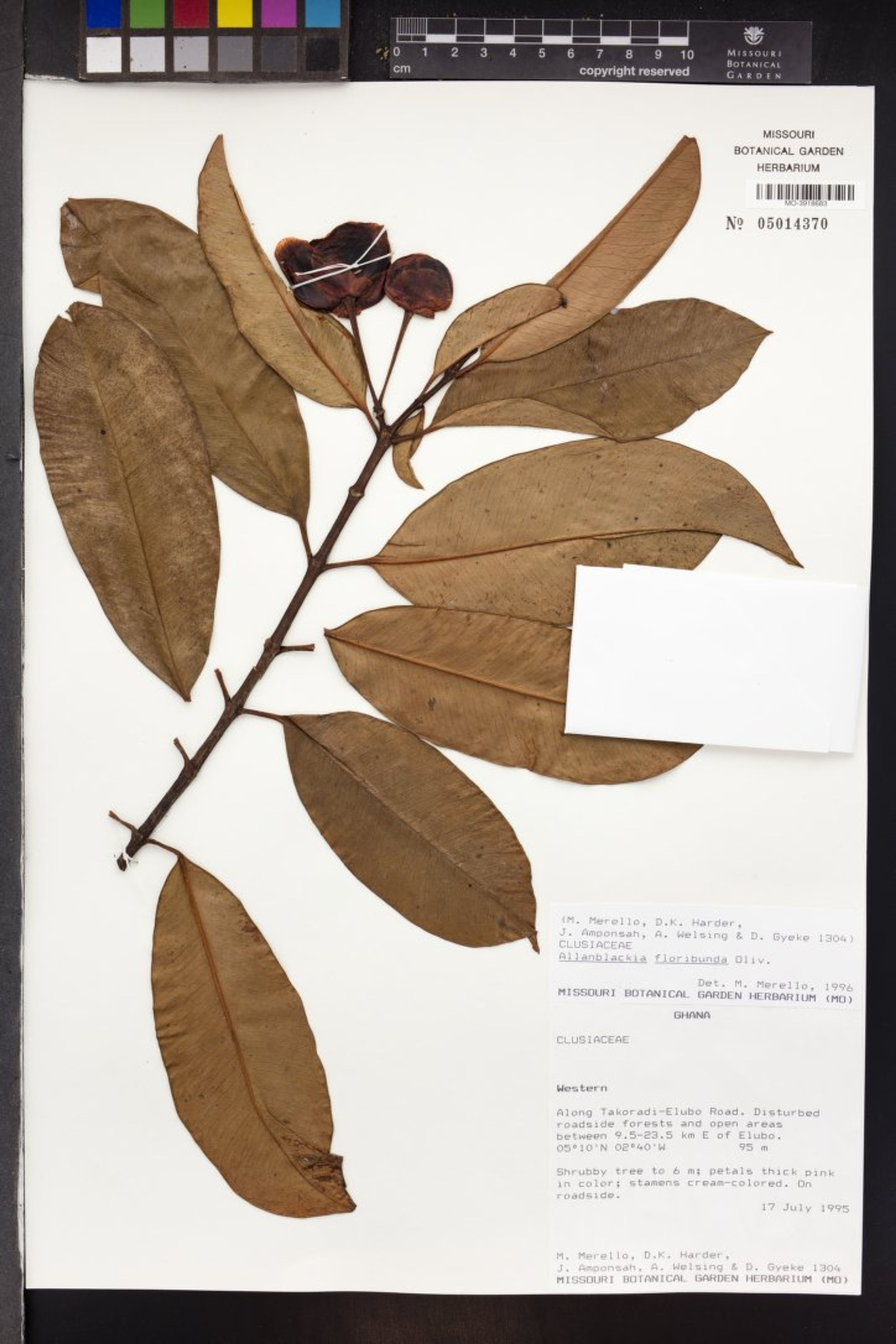 Allanblackia floribunda - 82