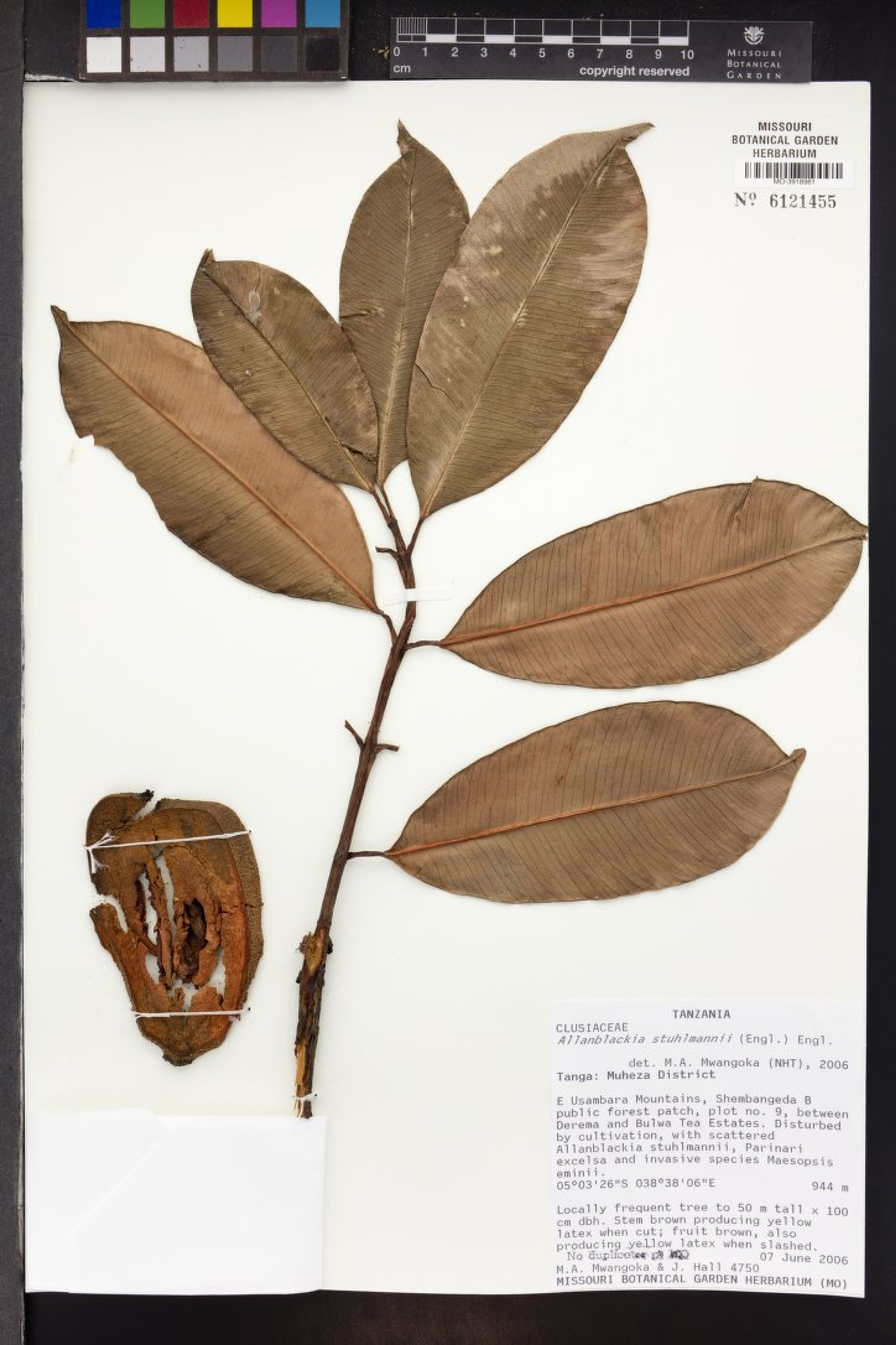 Allanblackia stuhlmannii - 37
