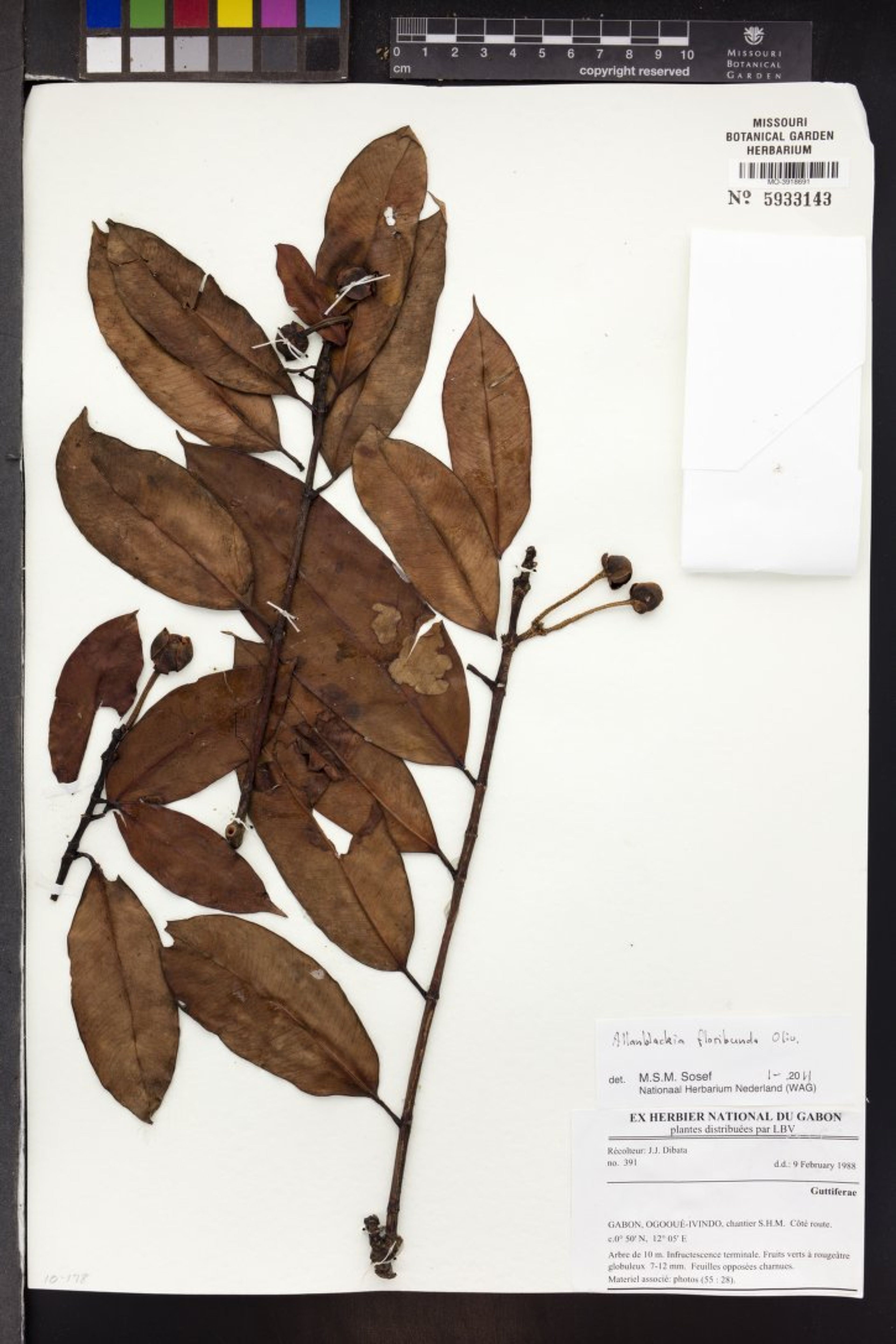 Allanblackia floribunda - 189