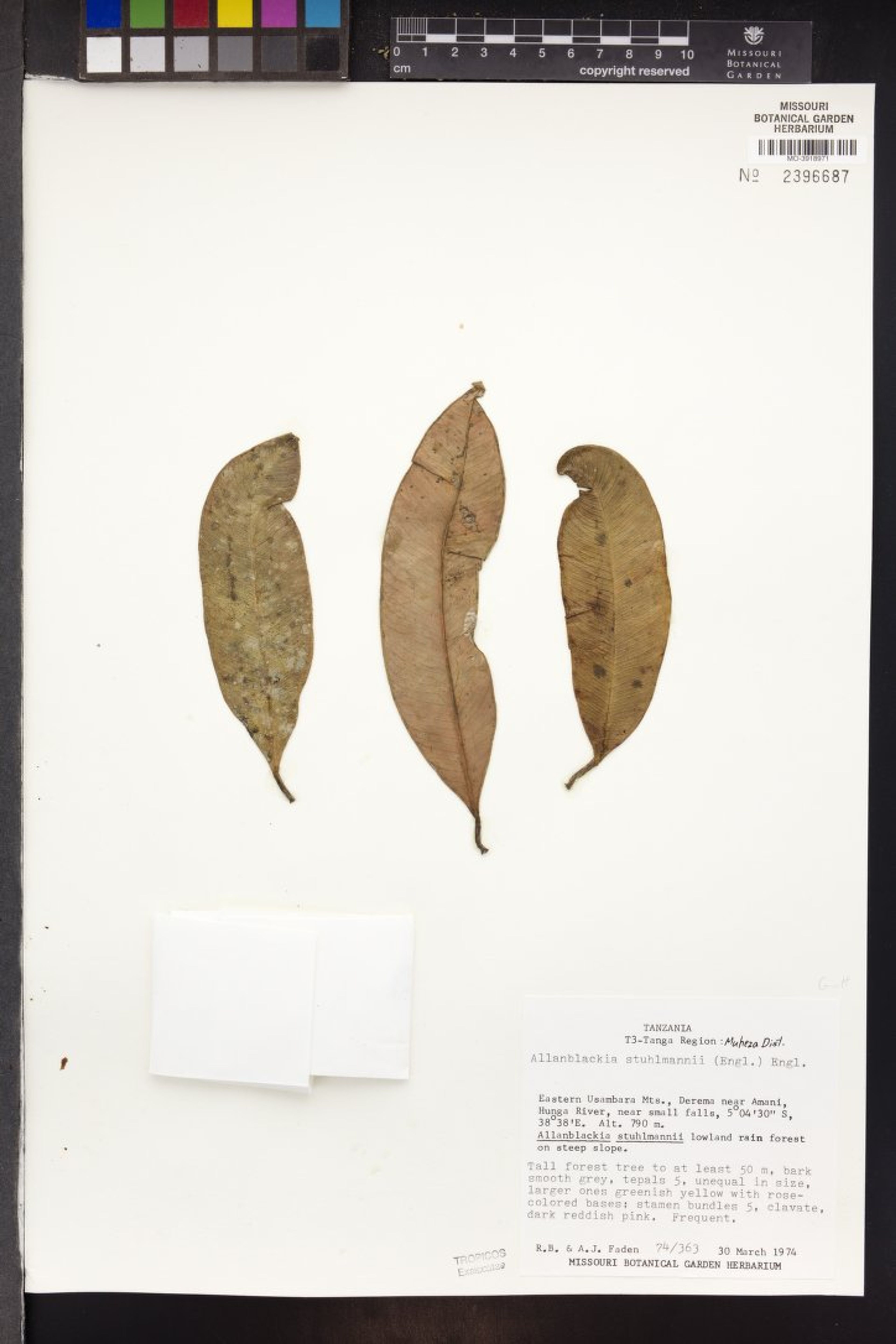 Allanblackia stuhlmannii - 19