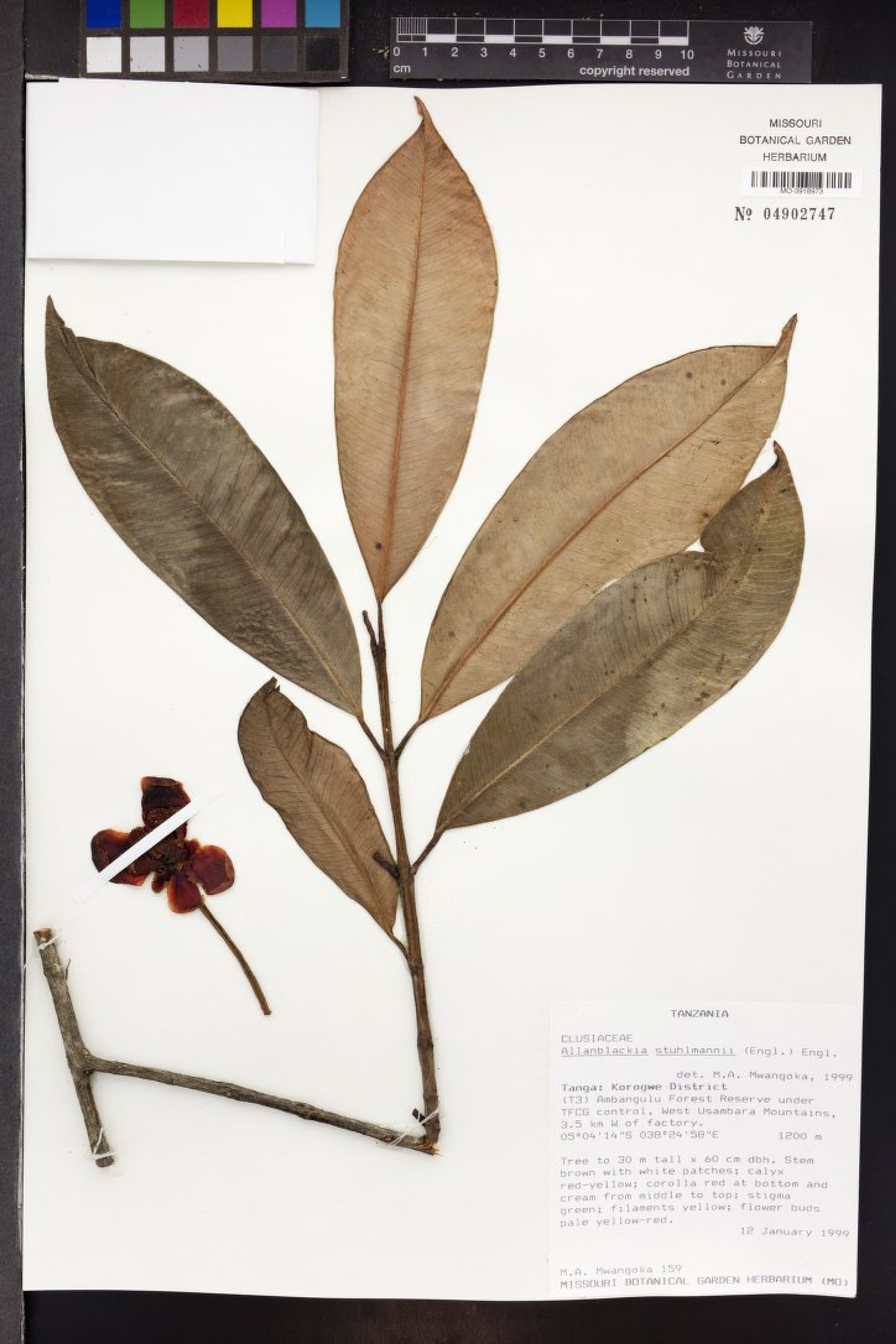 Allanblackia stuhlmannii - 66