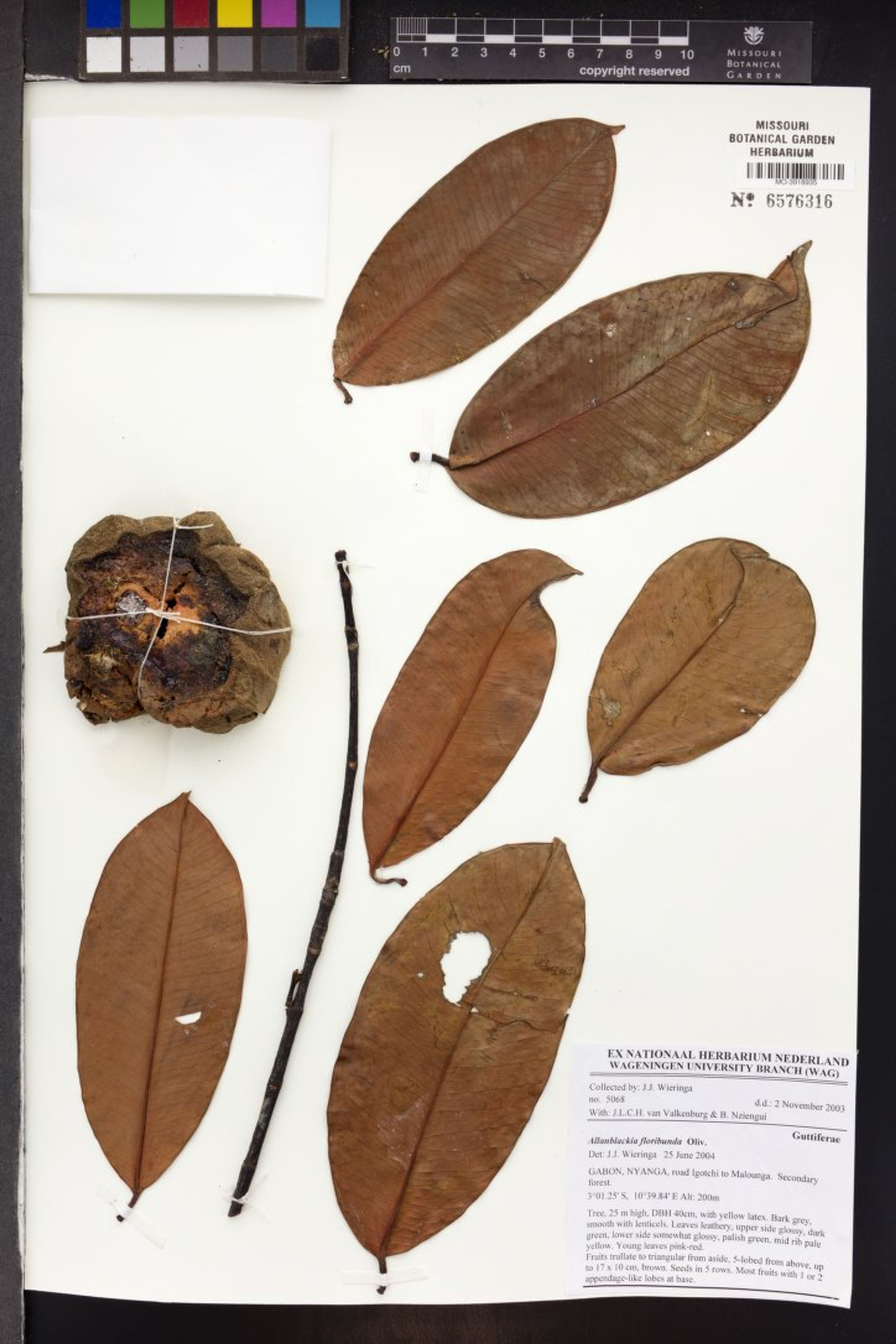 Allanblackia floribunda - 321