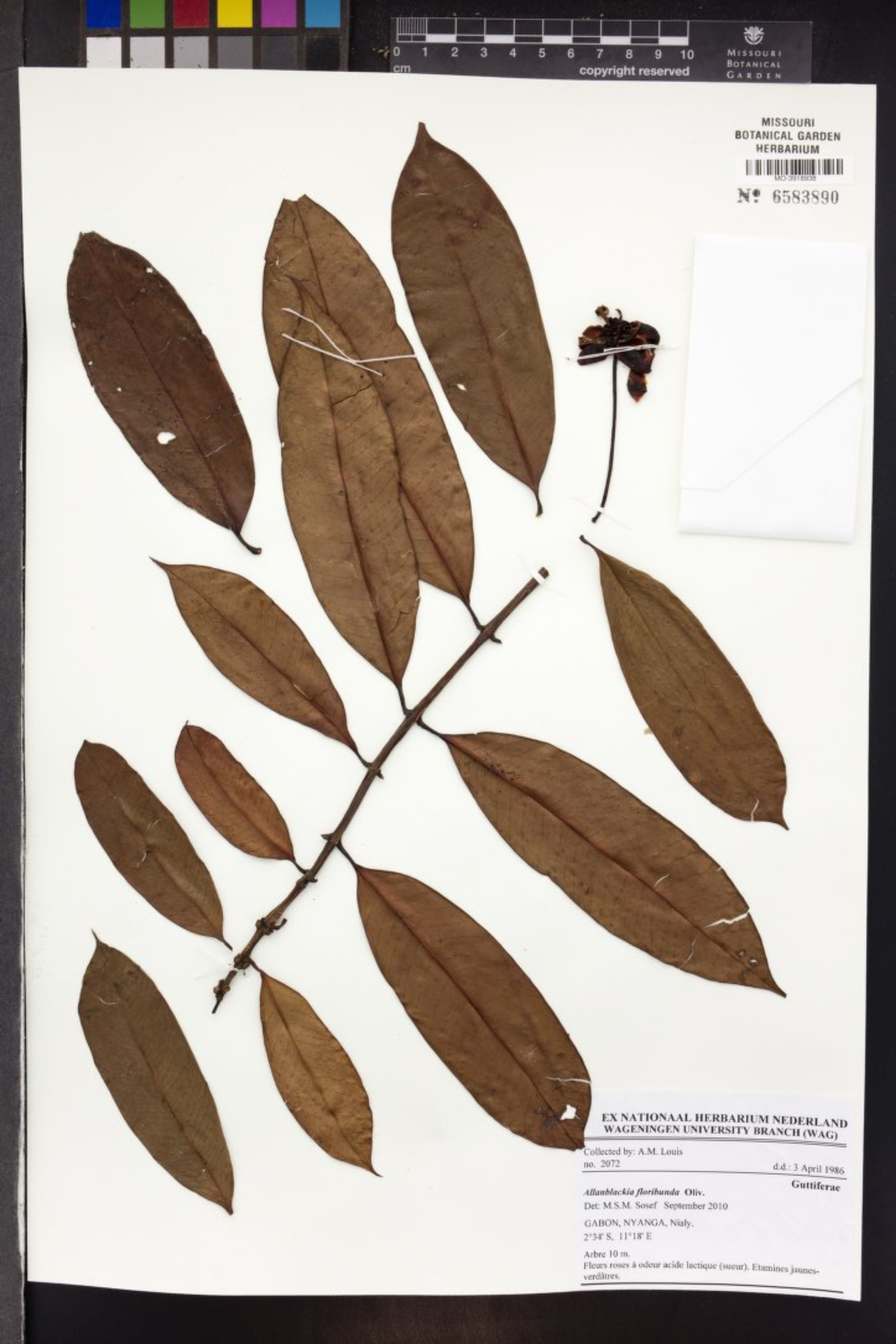 Allanblackia floribunda - 123