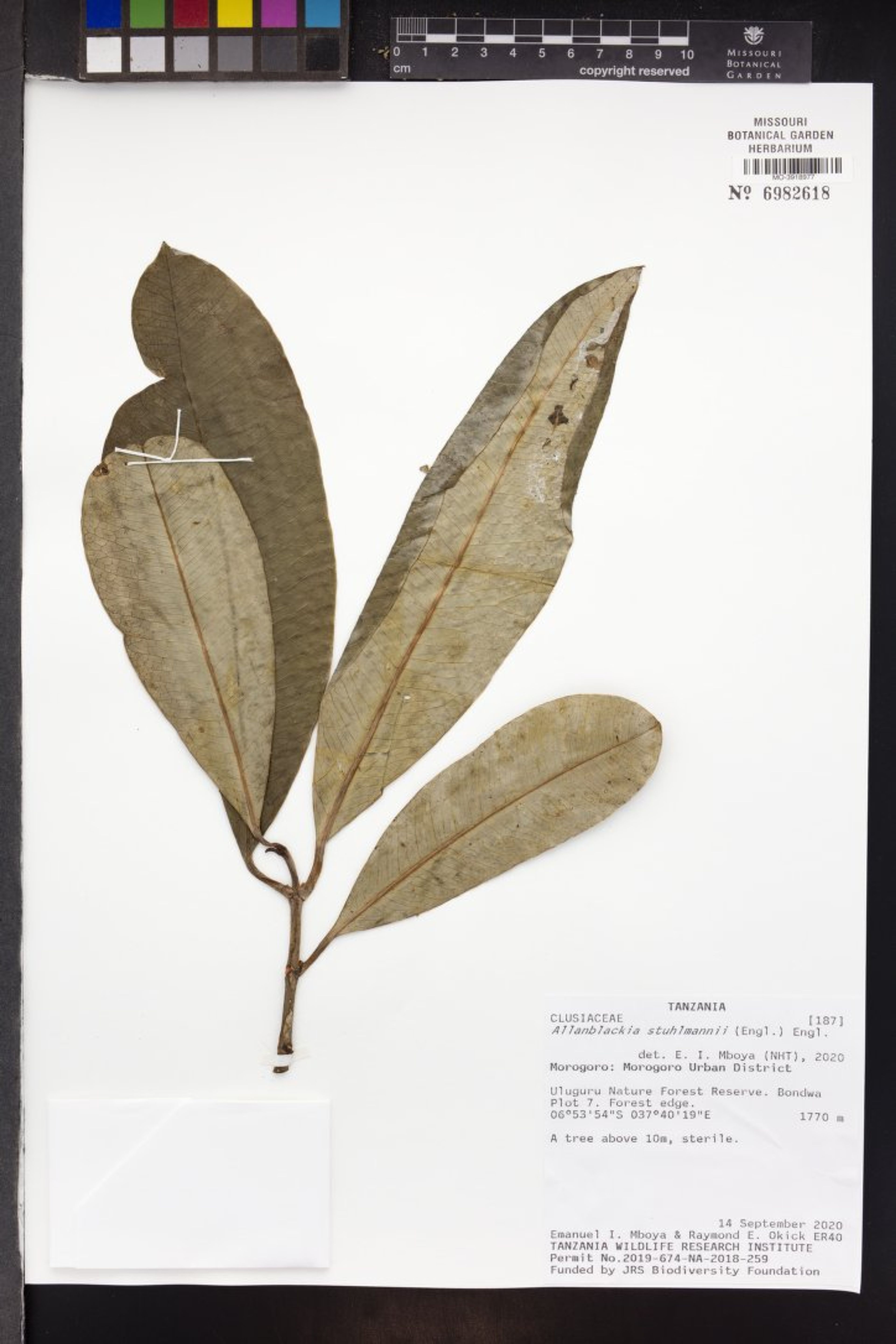 Allanblackia stuhlmannii - 31