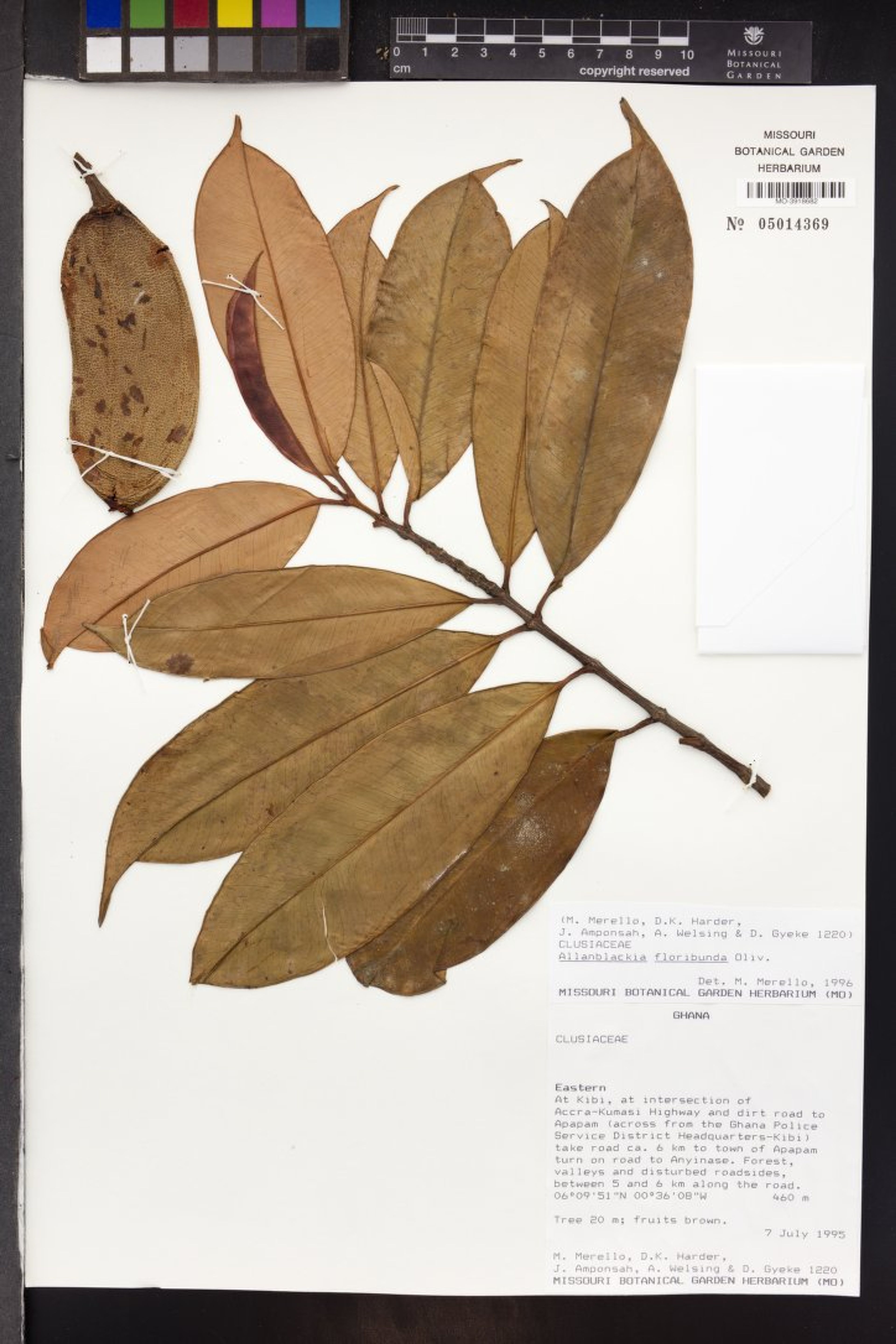 Allanblackia floribunda - 278