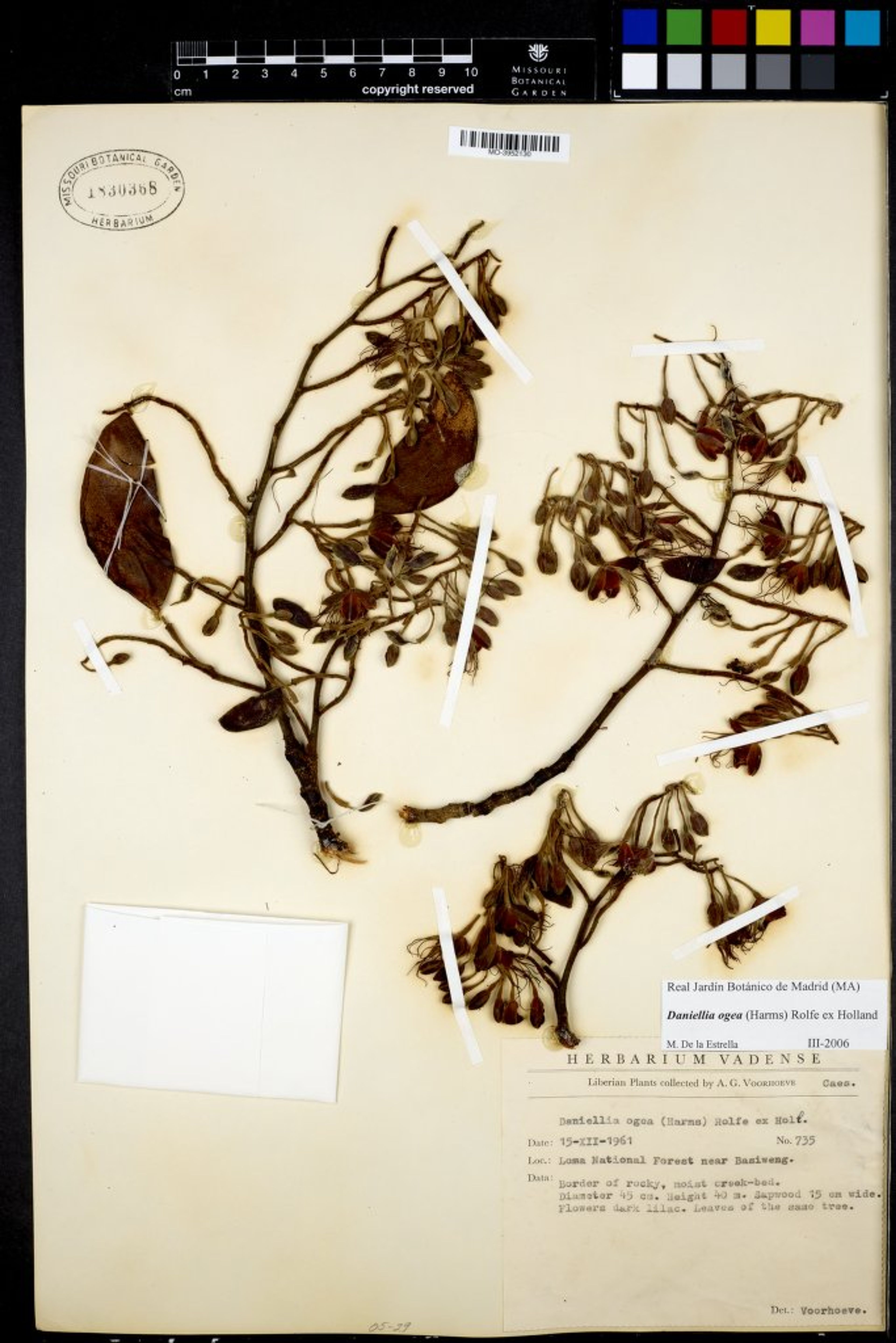 Daniellia ogea - 40
