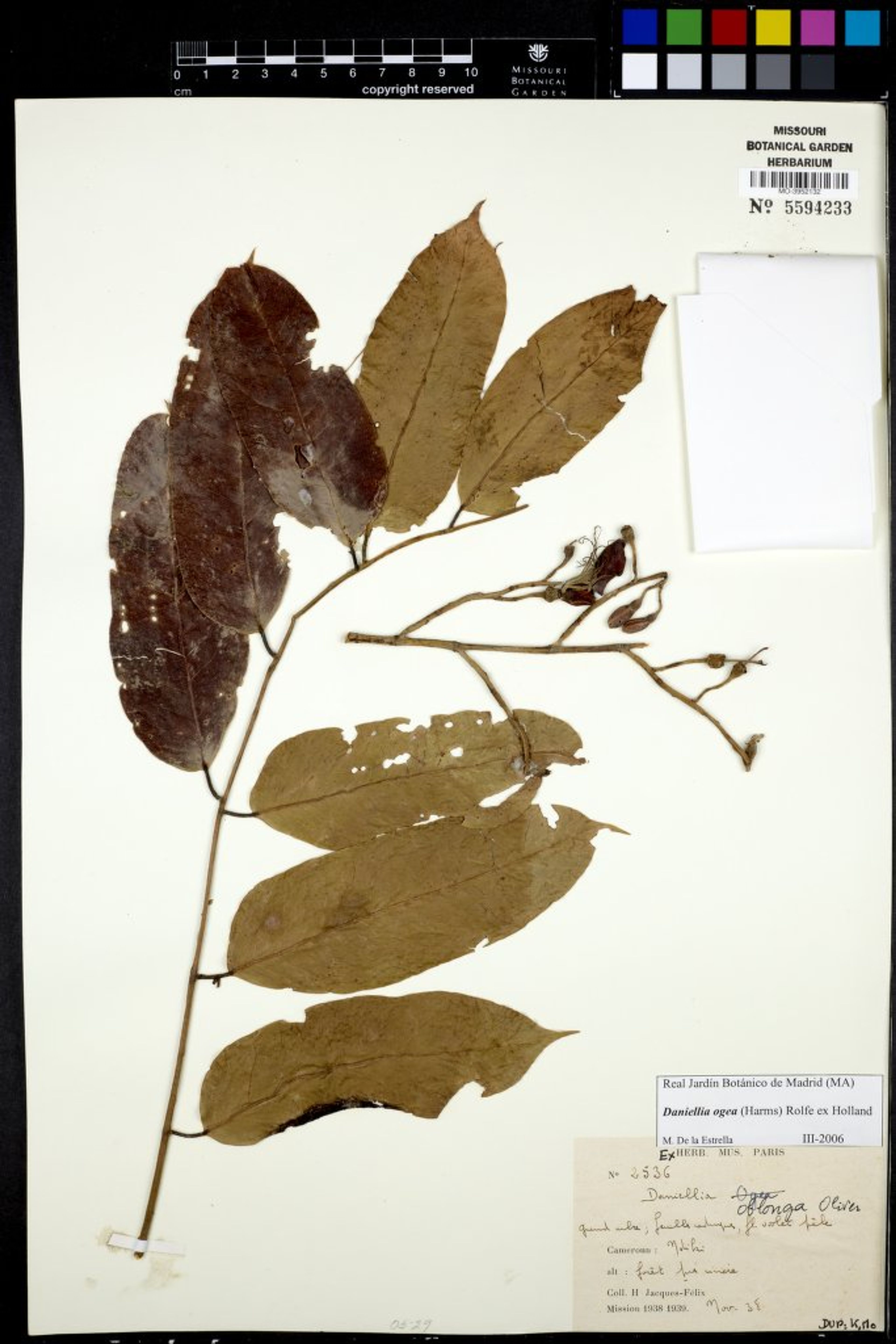 Daniellia ogea - 45