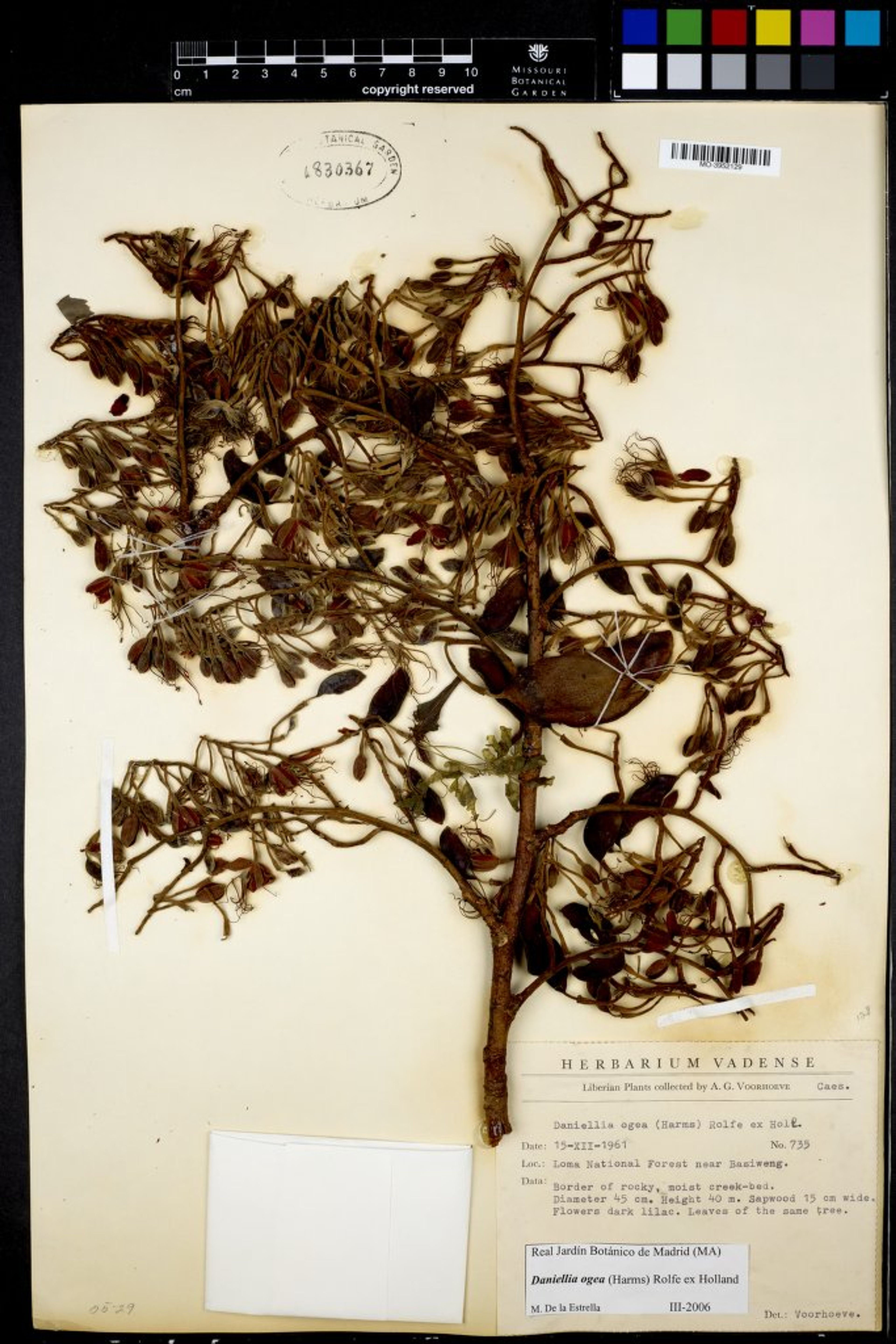 Daniellia ogea - 51