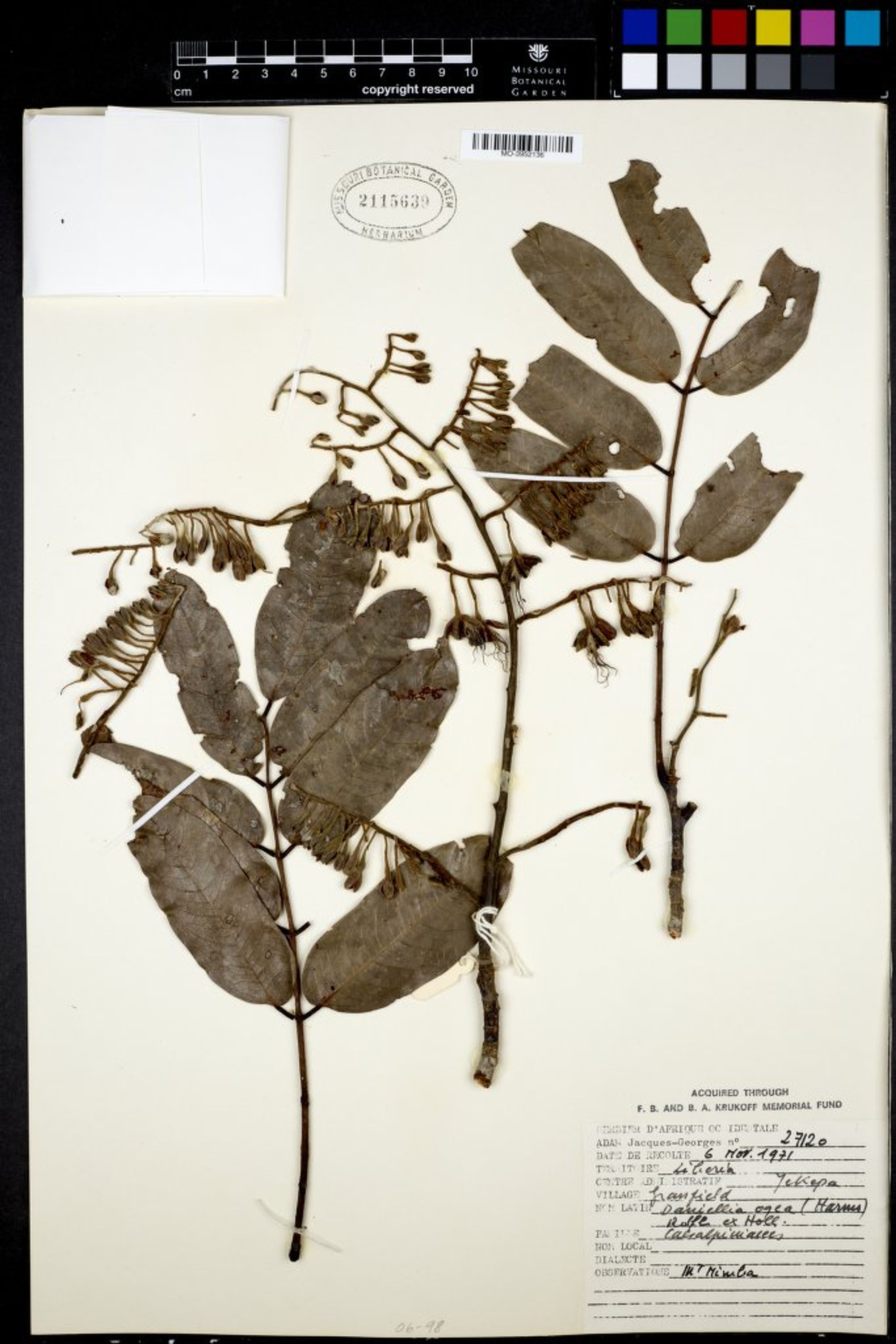 Daniellia ogea - 4