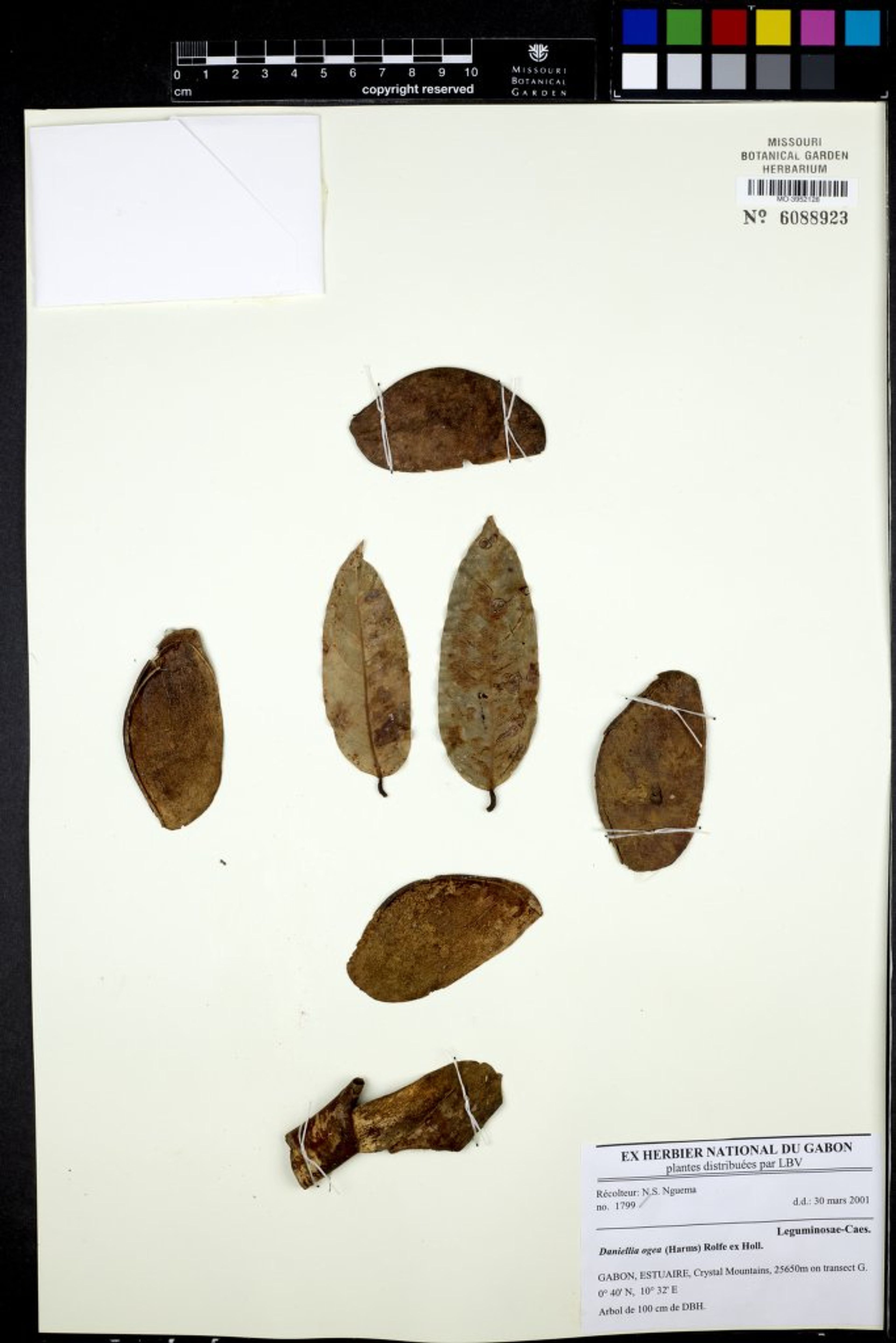 Daniellia ogea - 54