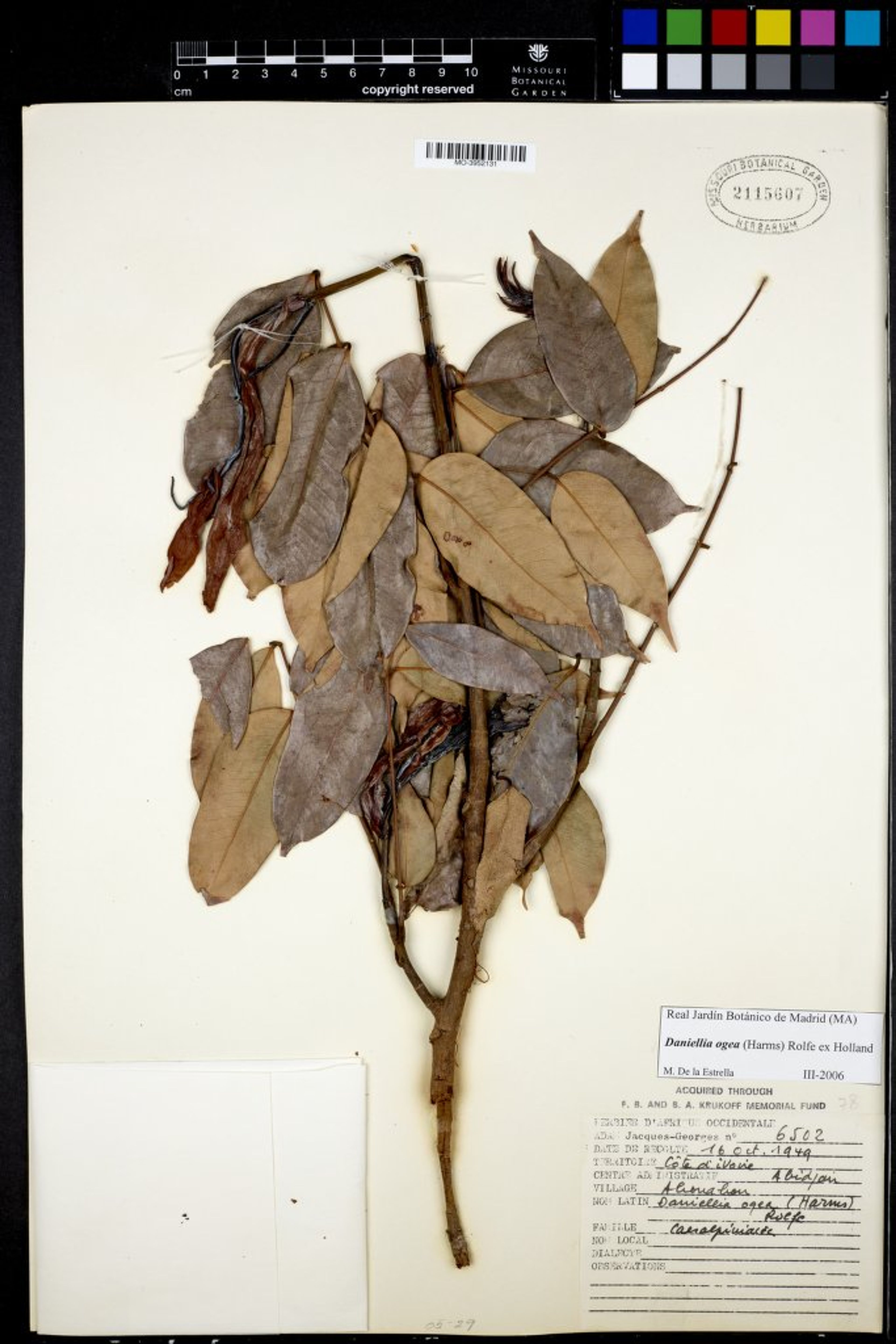 Daniellia ogea - 66