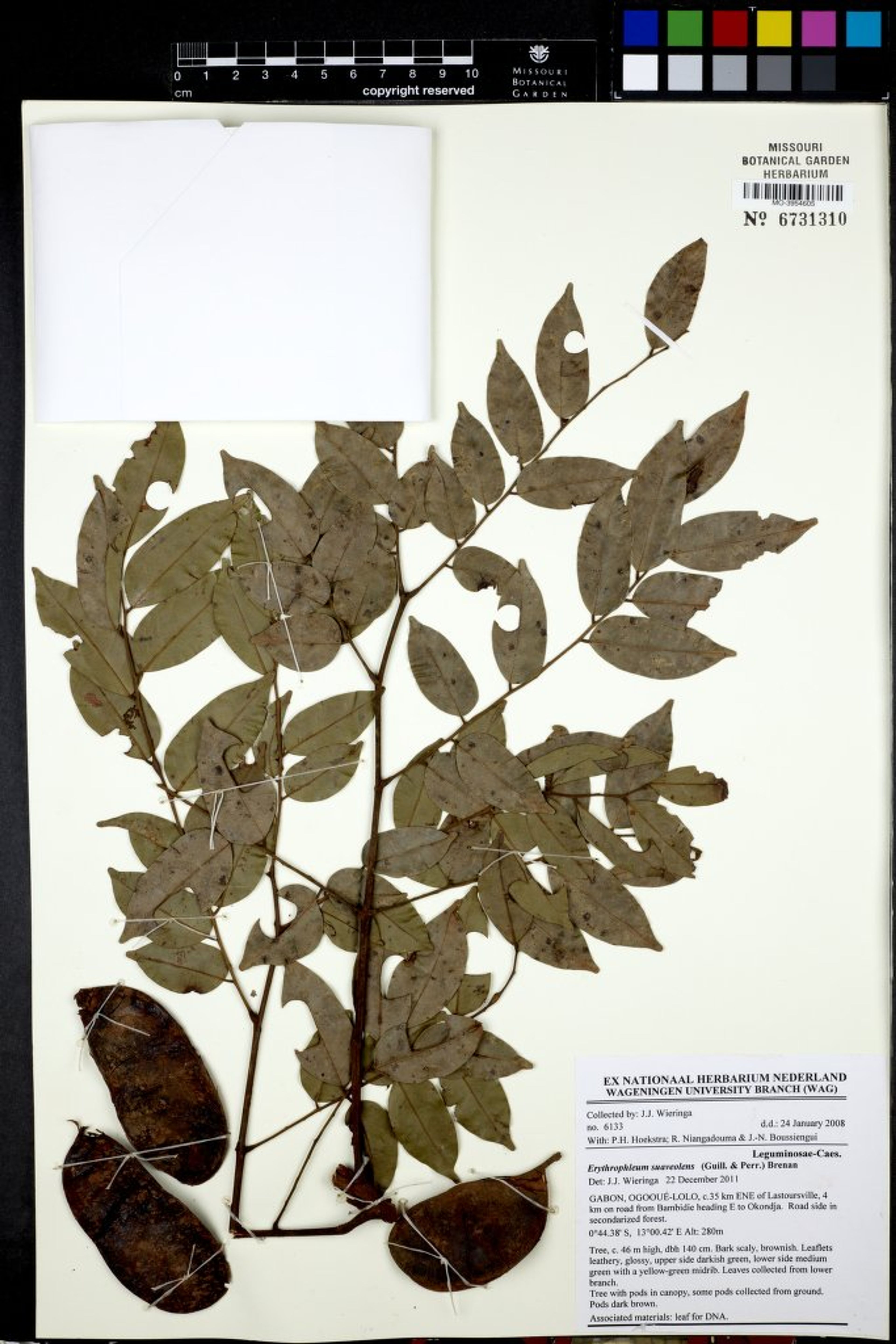 Erythrophleum suaveolens - 235