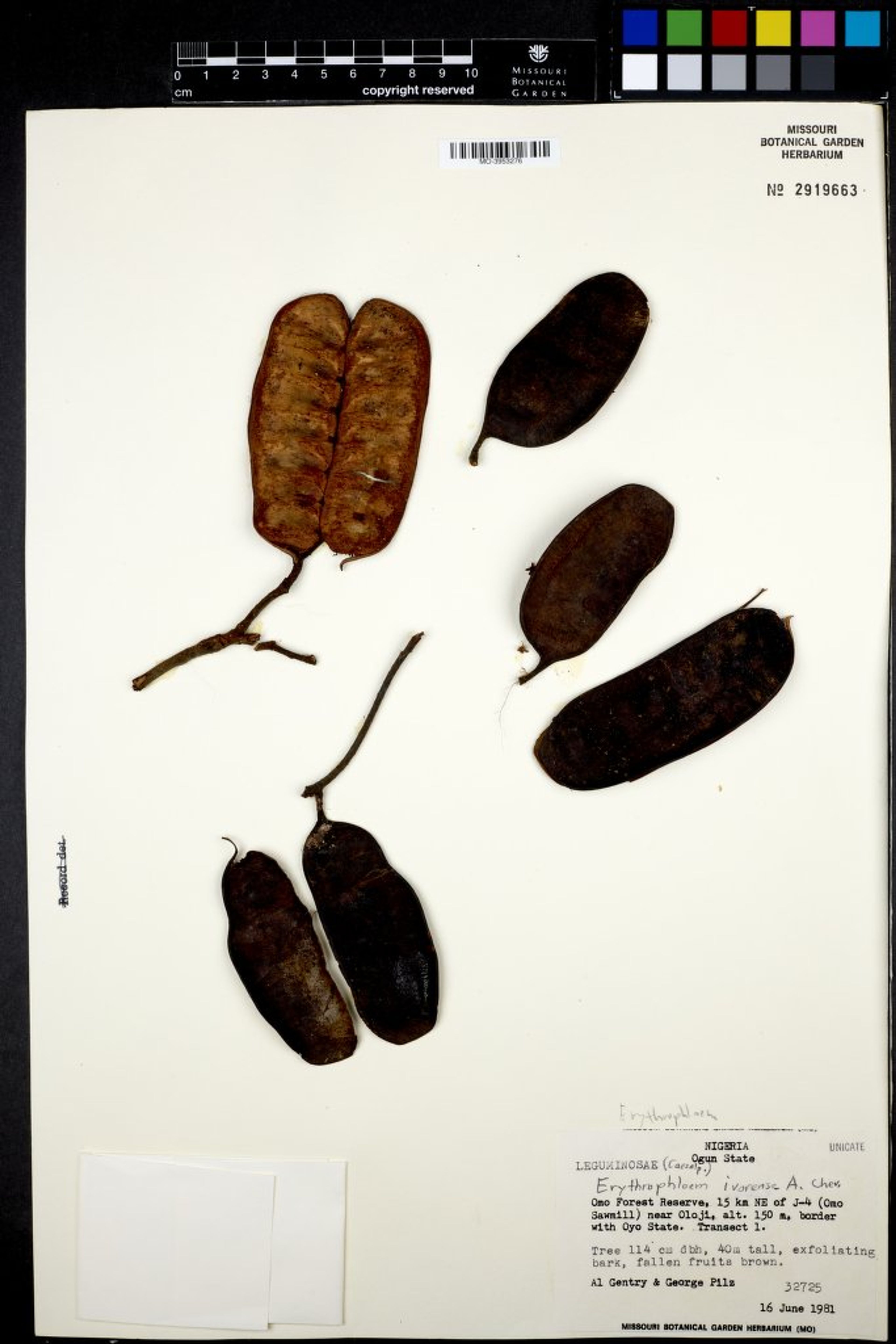 Erythrophleum ivorense - 92