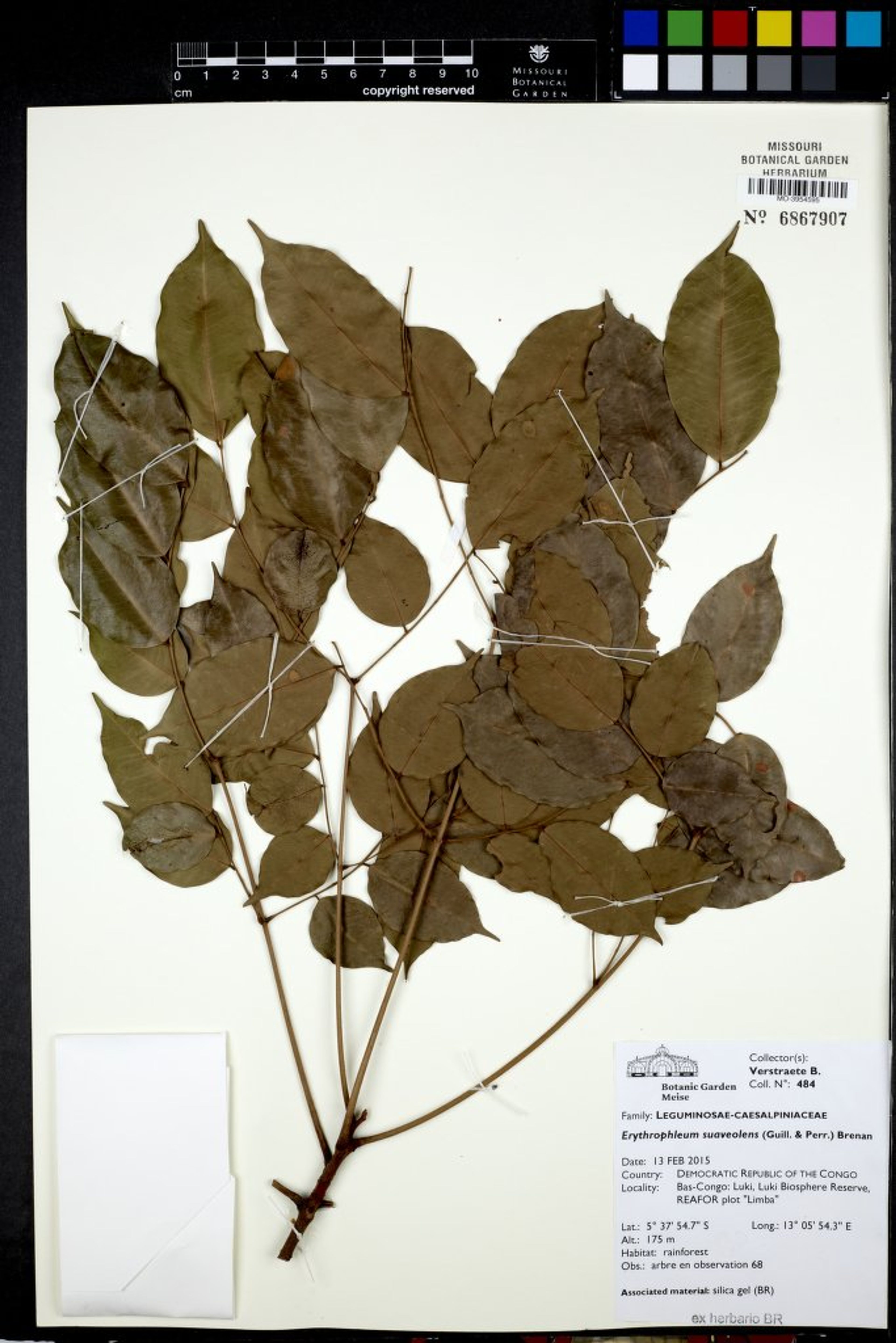 Erythrophleum suaveolens - 127