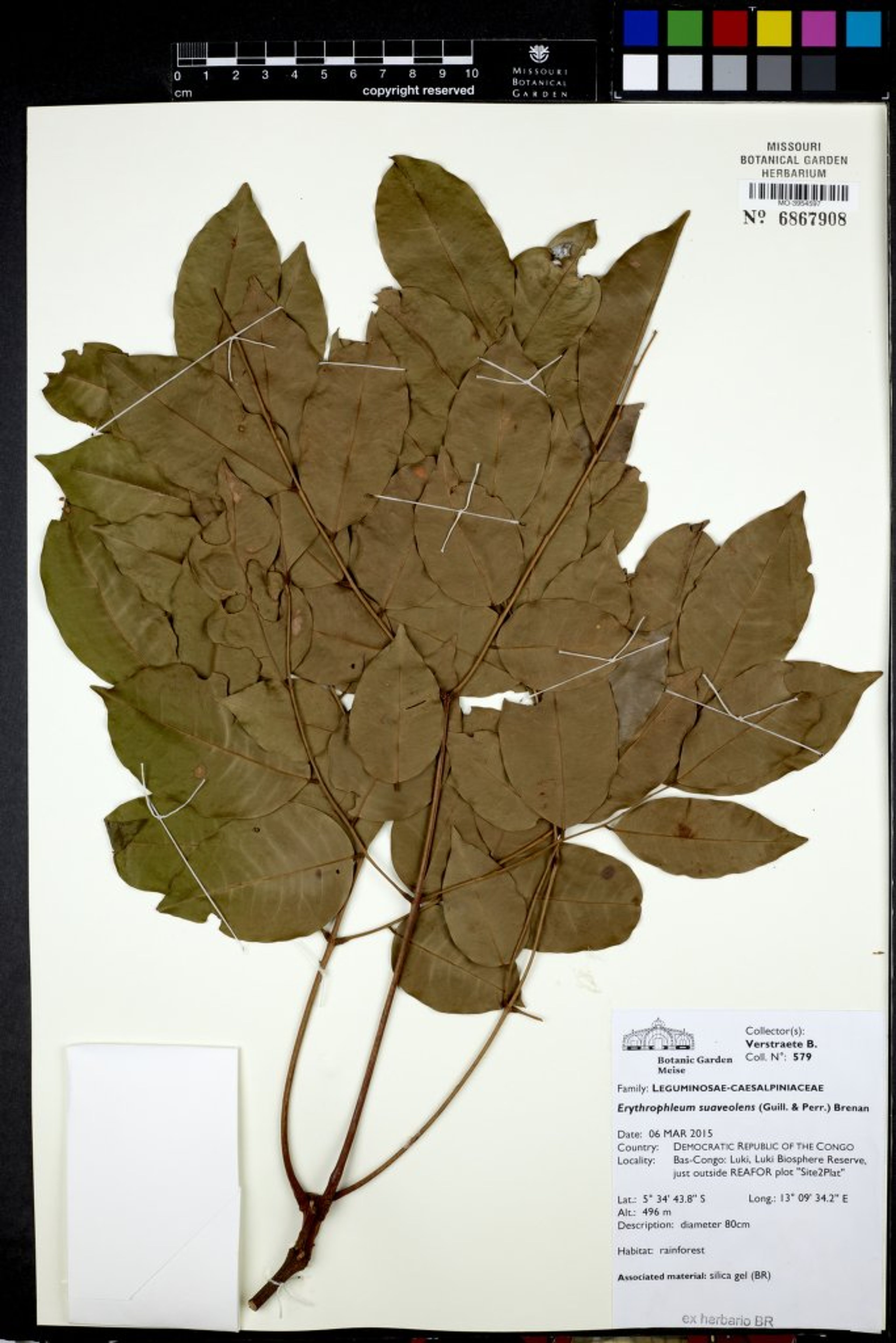 Erythrophleum suaveolens - 31
