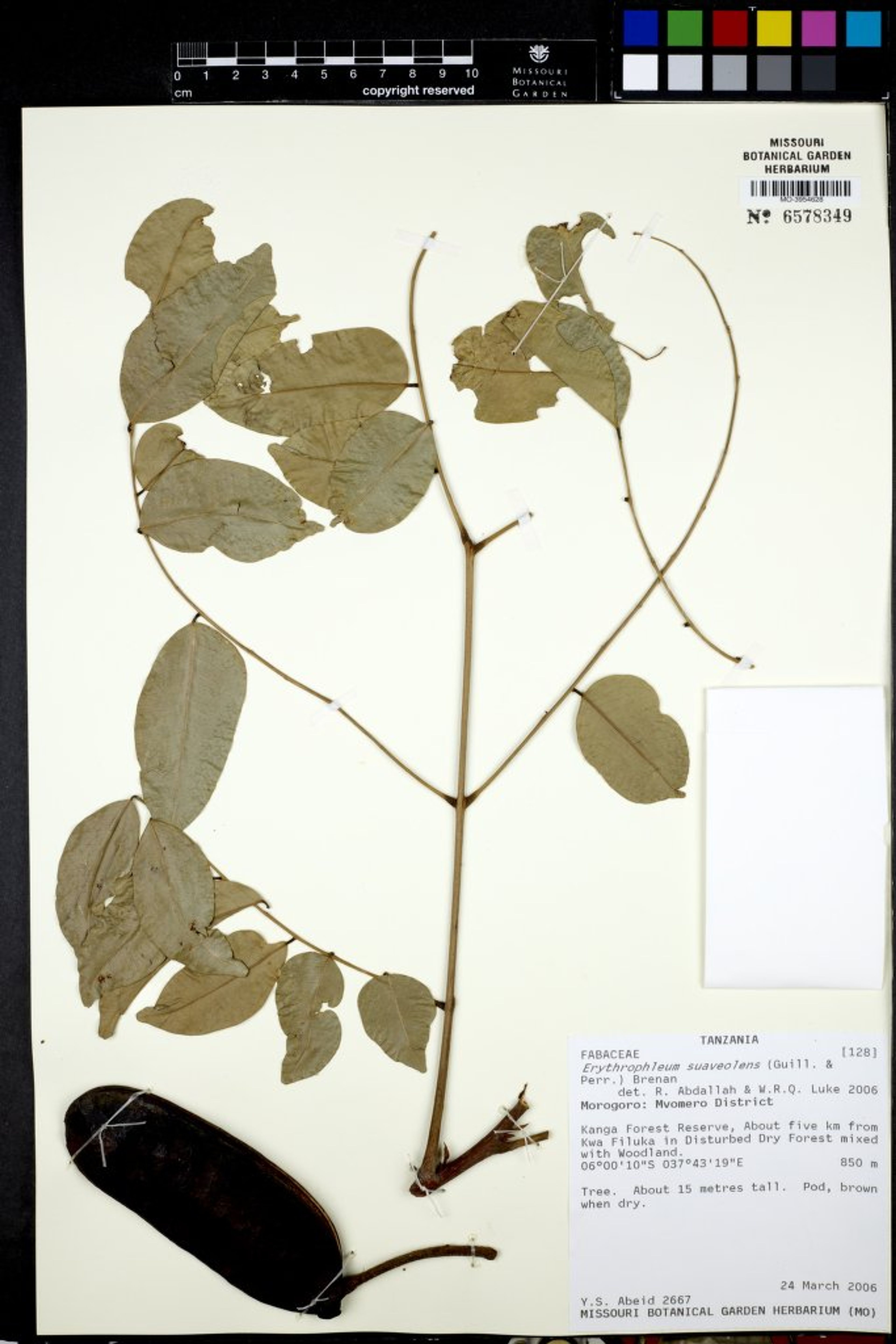 Erythrophleum suaveolens - 103