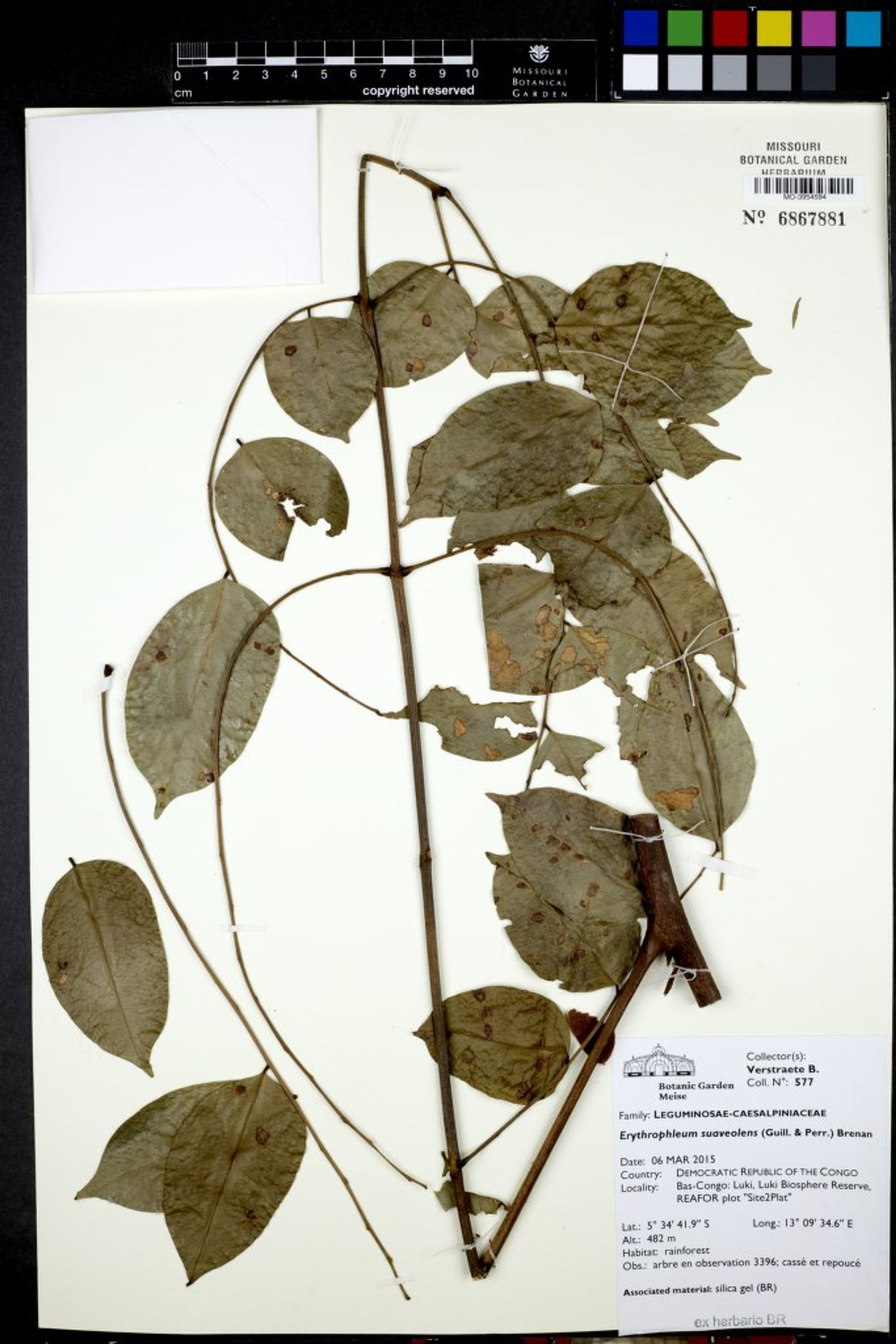 Erythrophleum suaveolens - 213