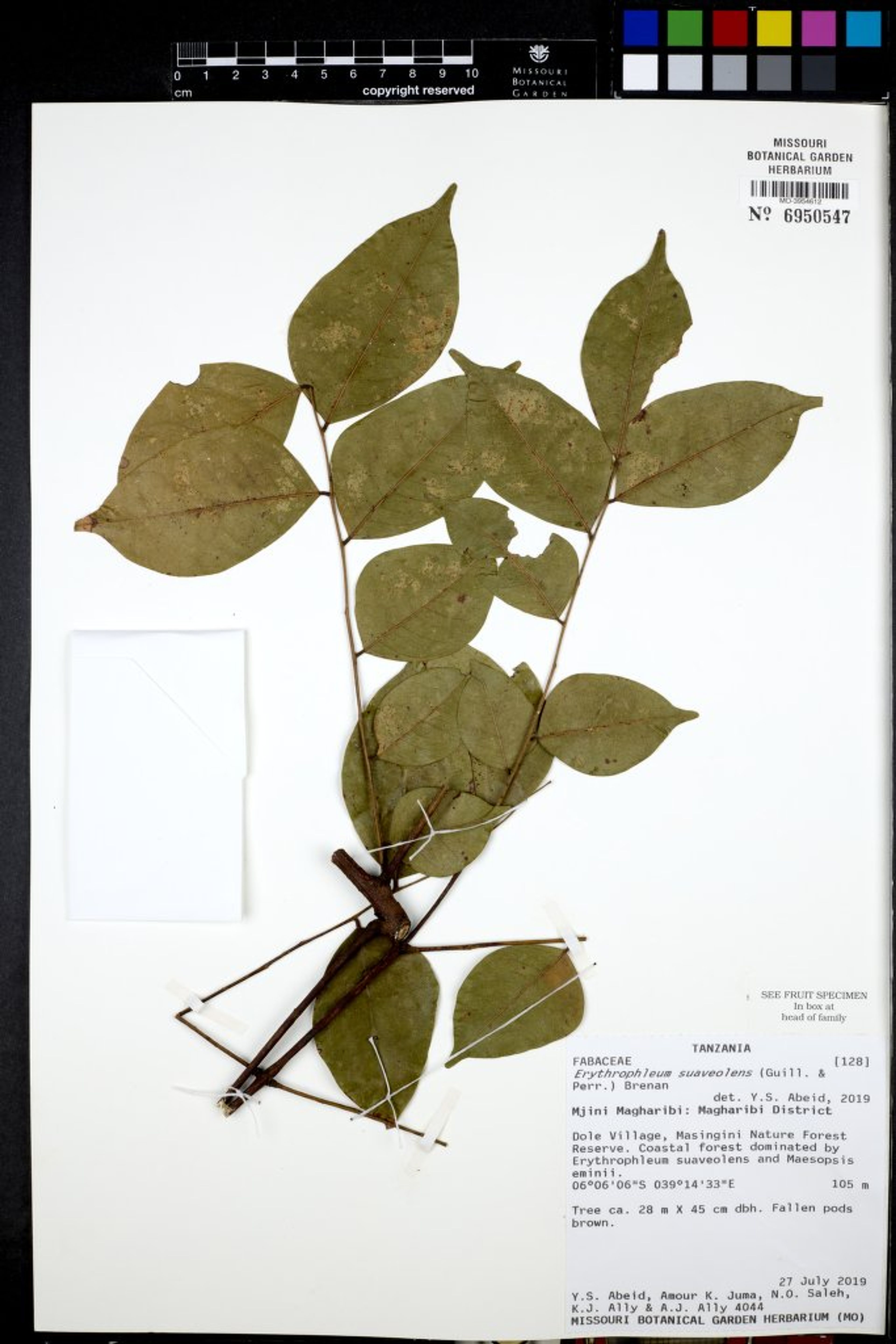 Erythrophleum suaveolens - 20