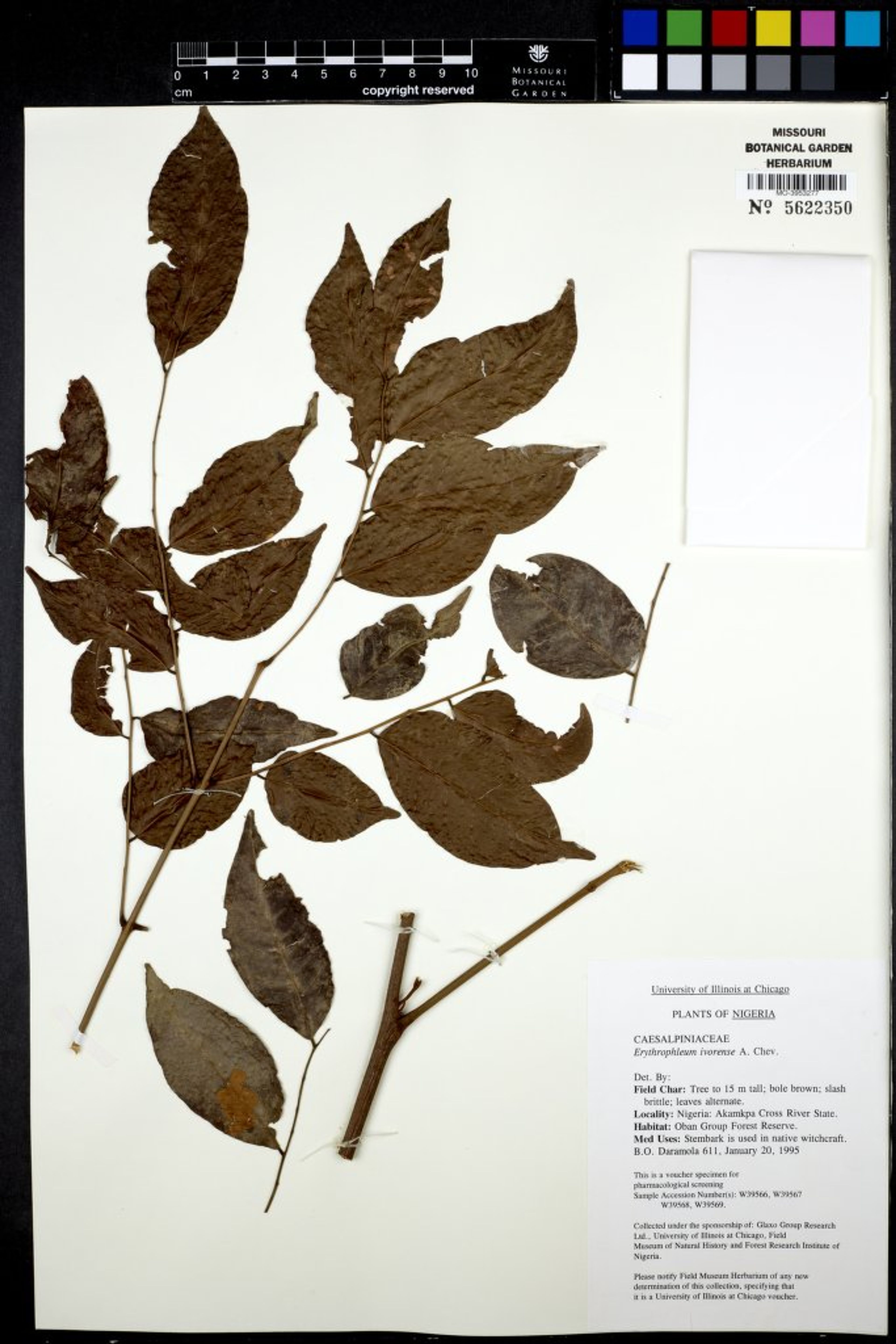 Erythrophleum ivorense - 39