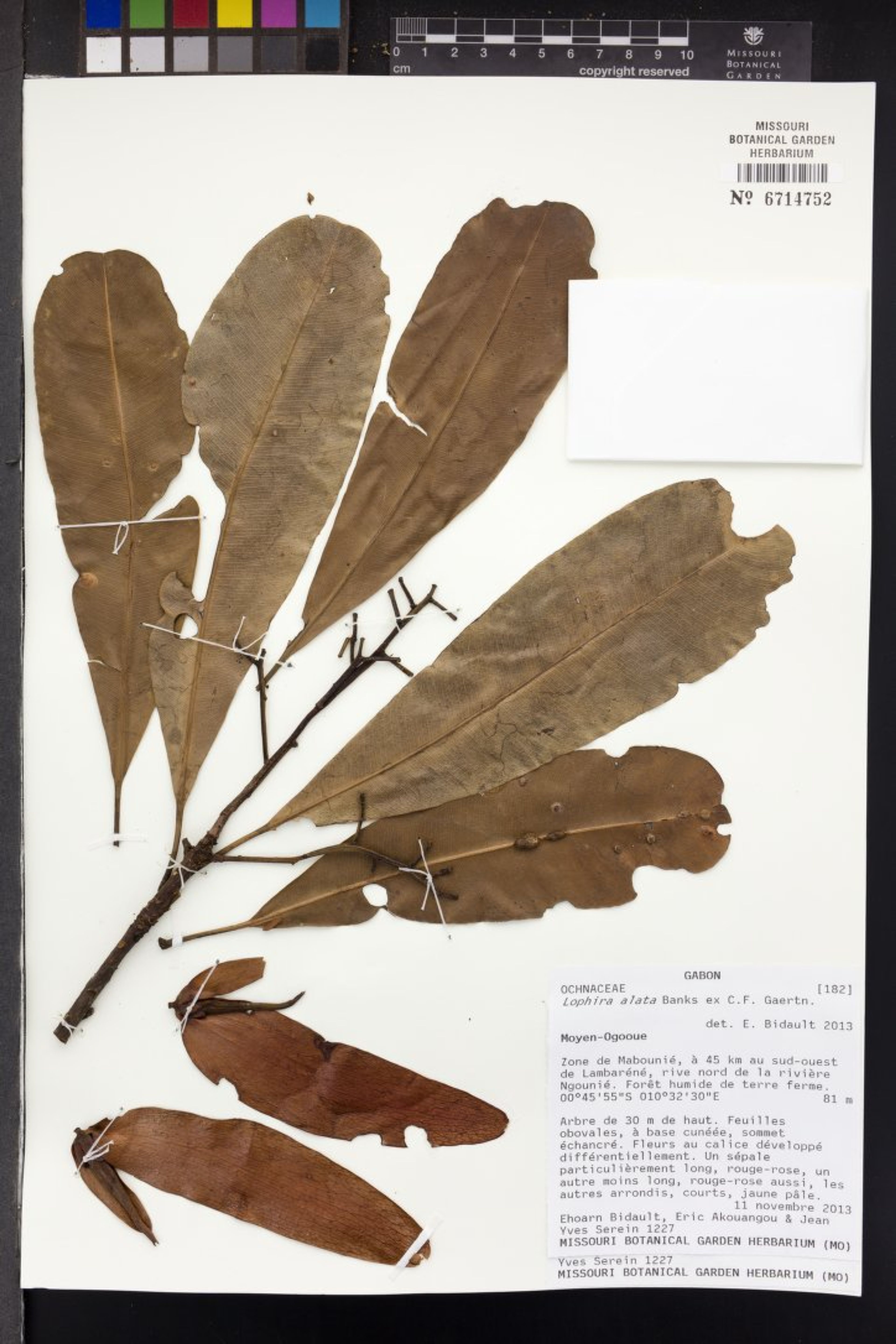 Lophira alata - 17