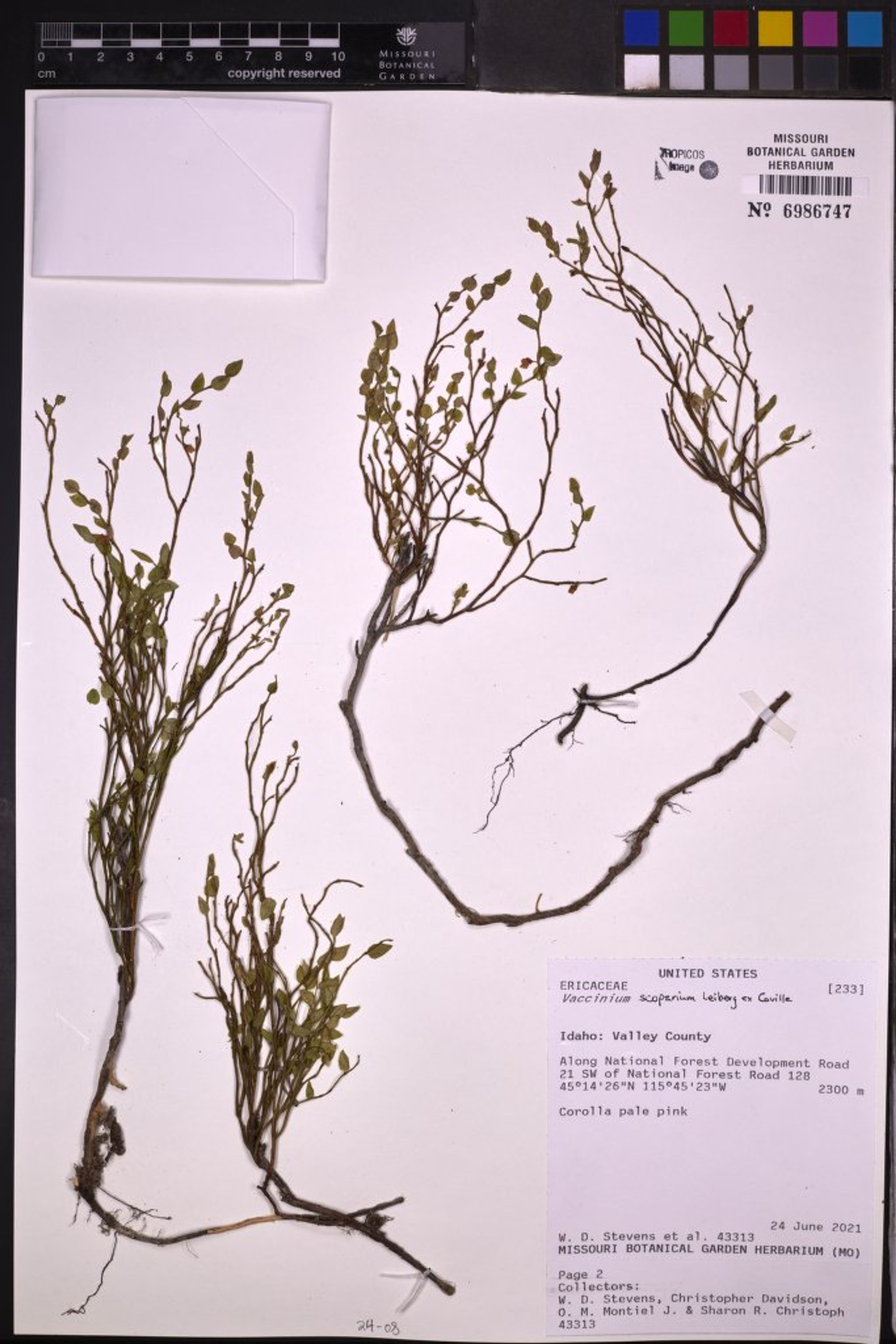 Vaccinium scoparium - 33