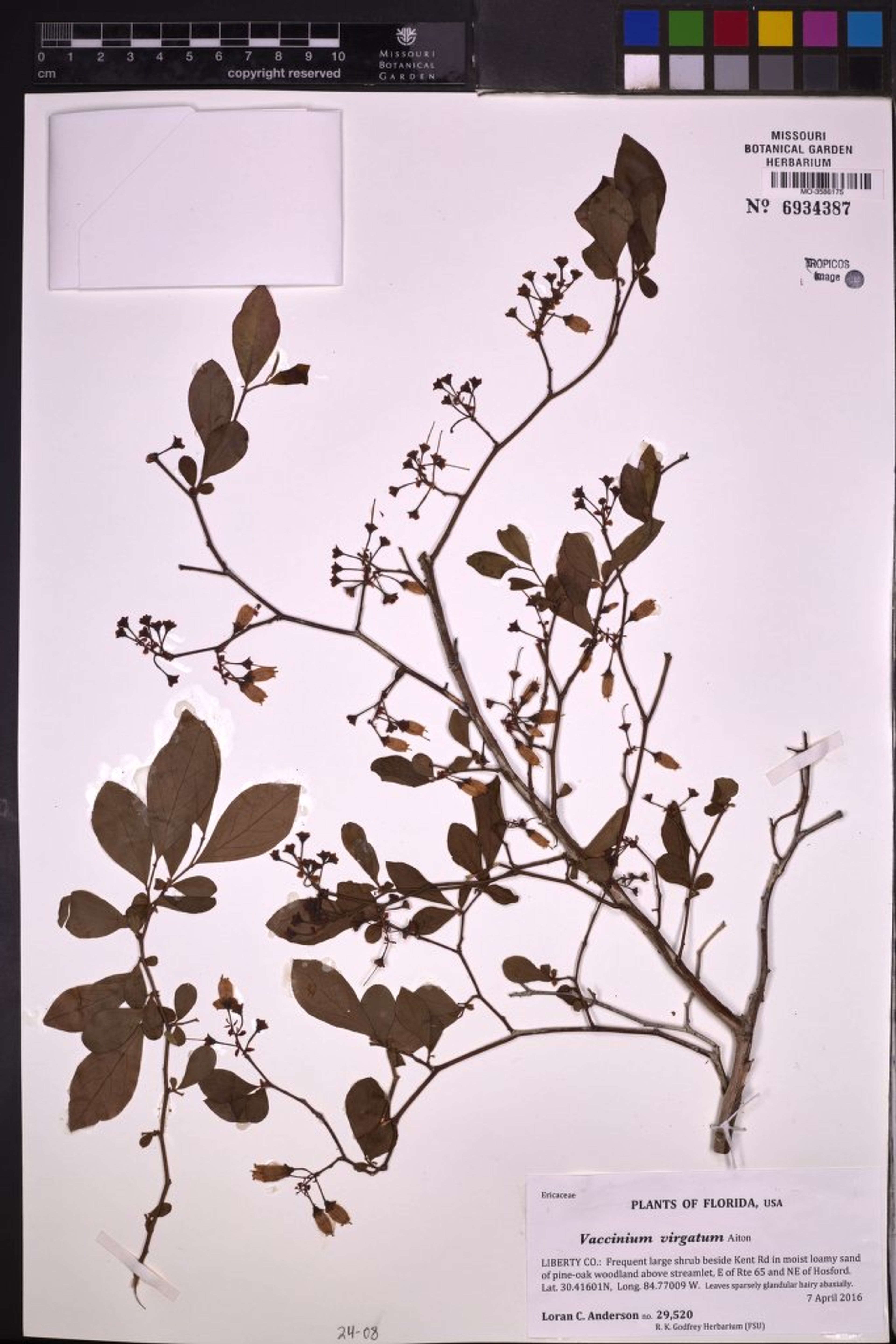 Vaccinium virgatum - 47