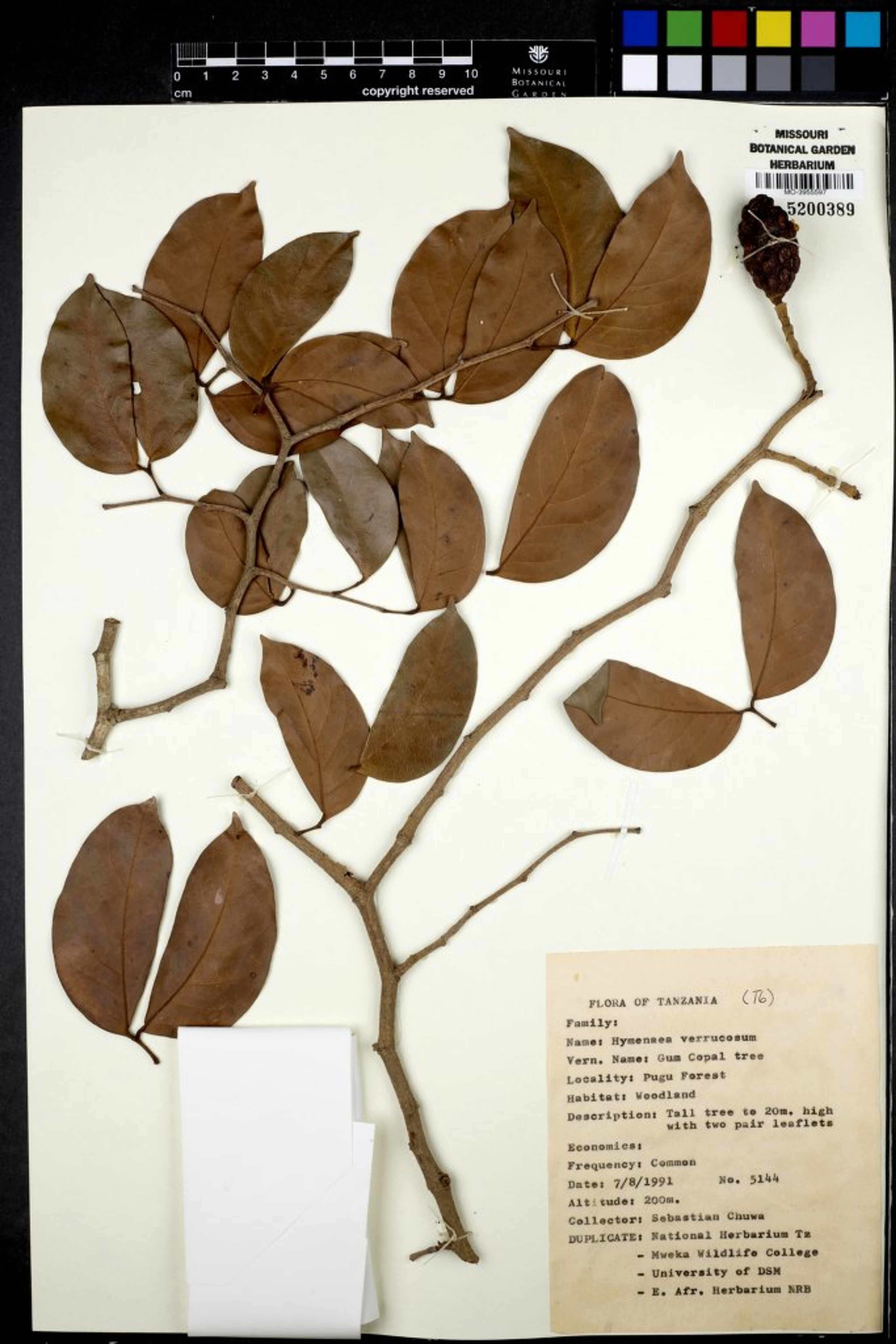 Hymenaea verrucosa - 86