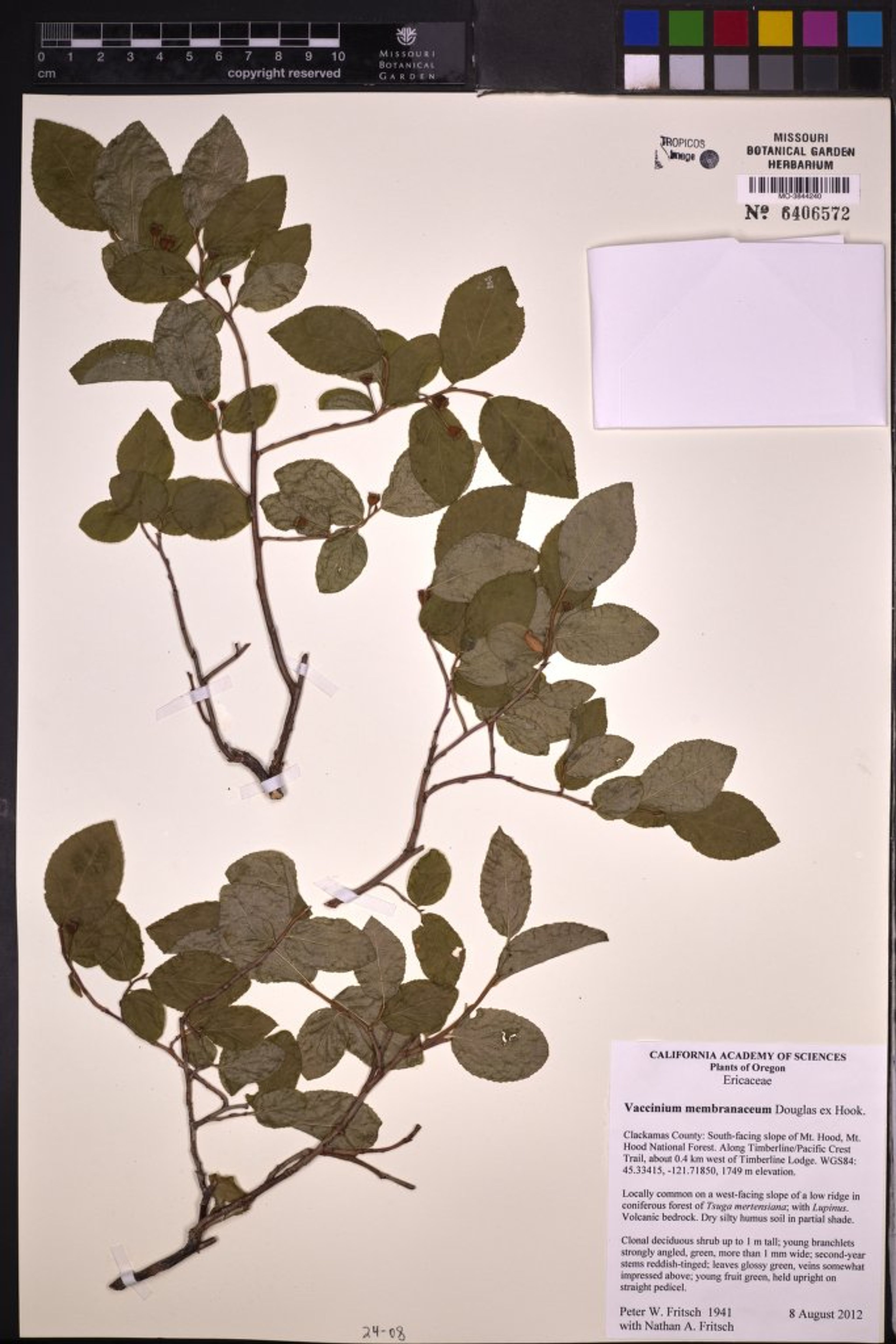Vaccinium membranaceum - 58