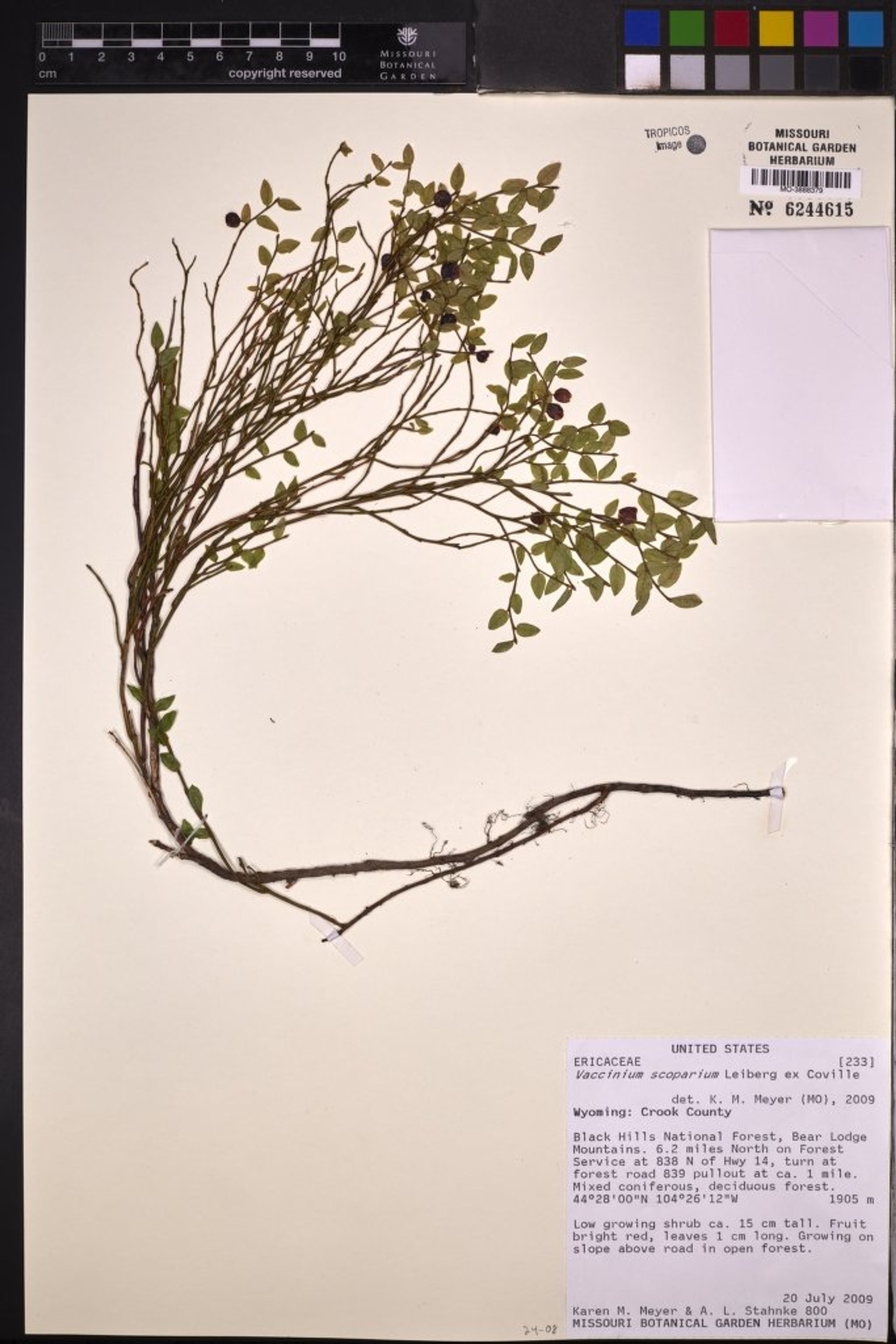 Vaccinium scoparium - 22