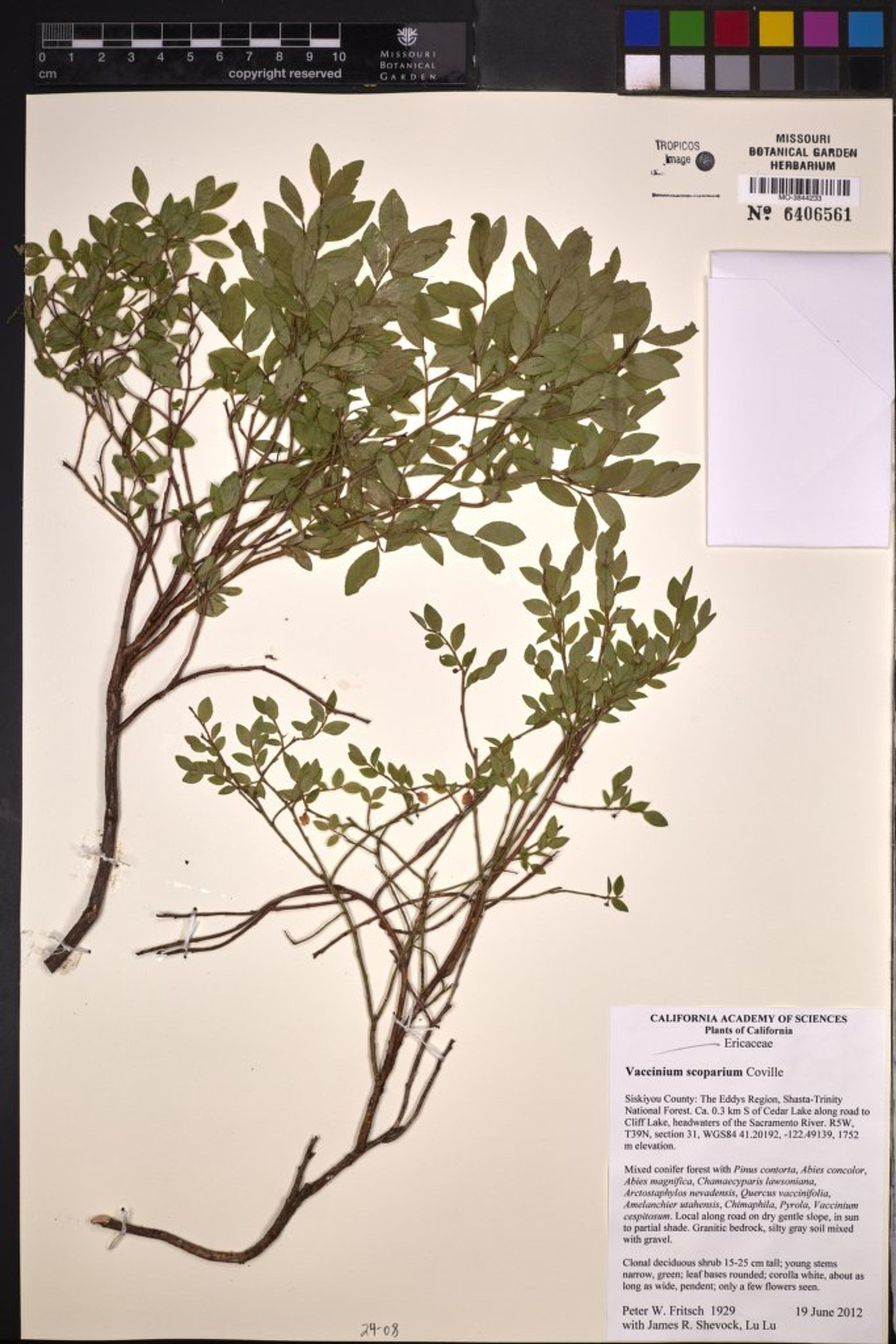 Vaccinium scoparium - 23