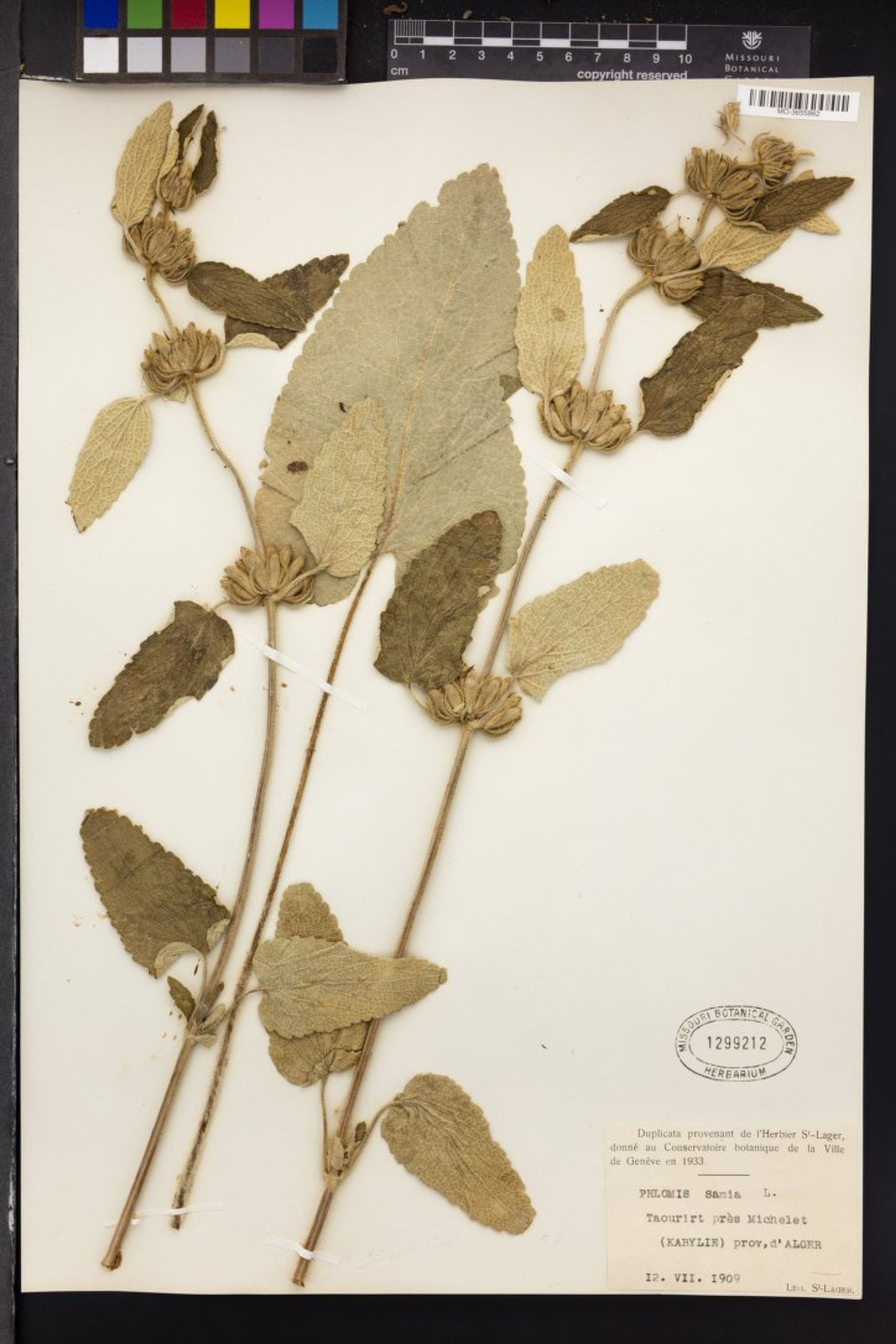 Phlomis samia - 19