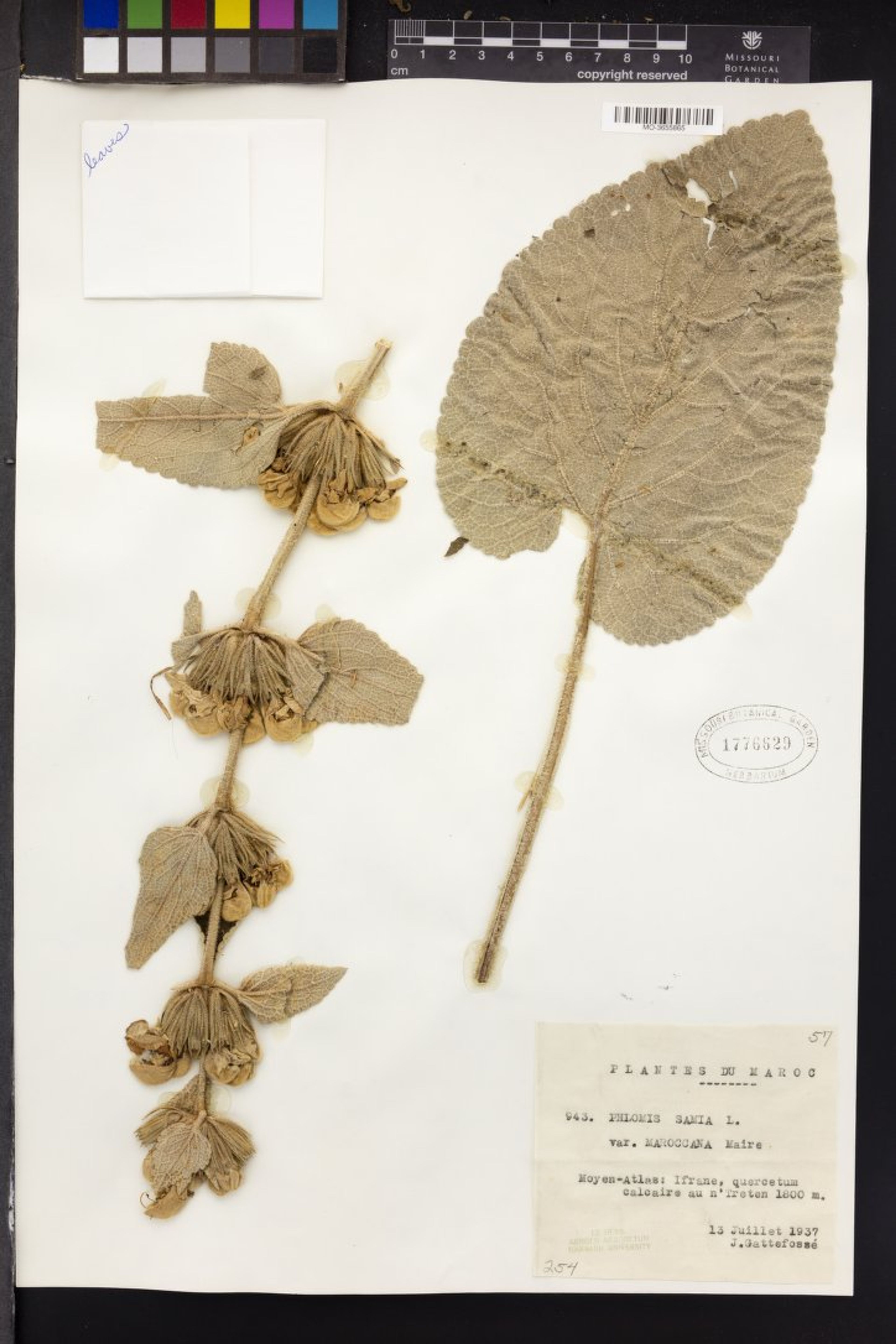 Phlomis samia - 16