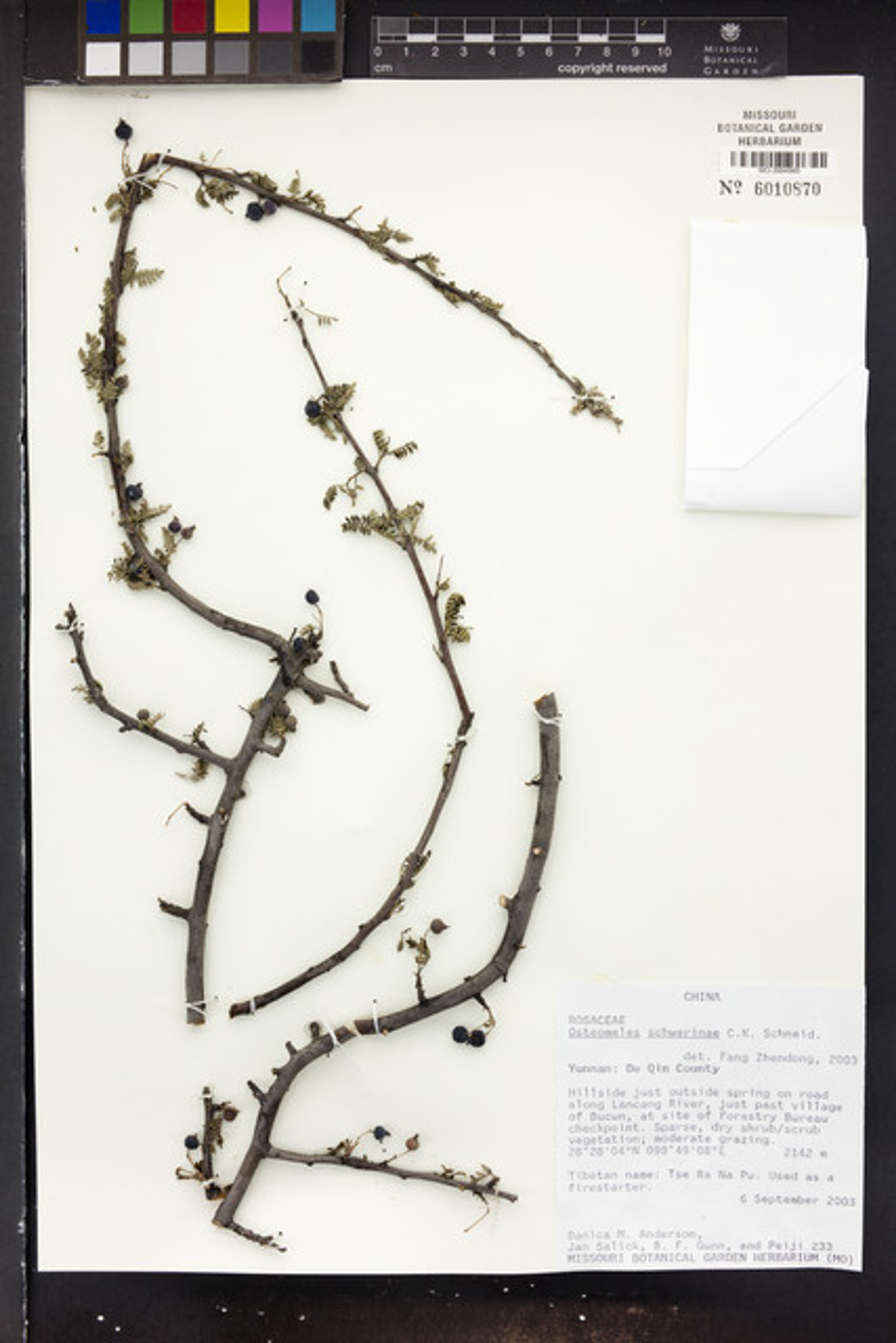 Osteomeles schwerinae - 76