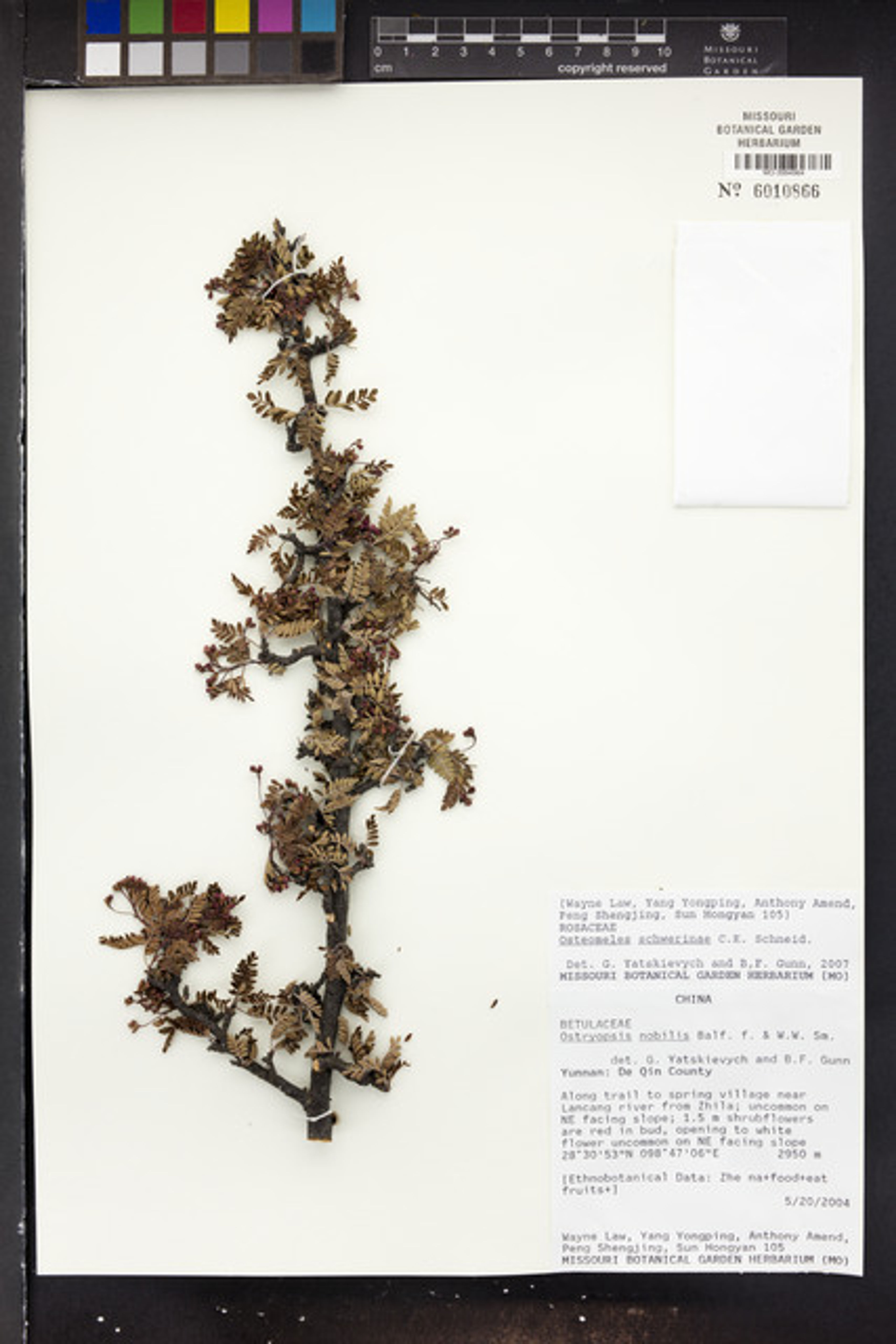 Osteomeles schwerinae - 22