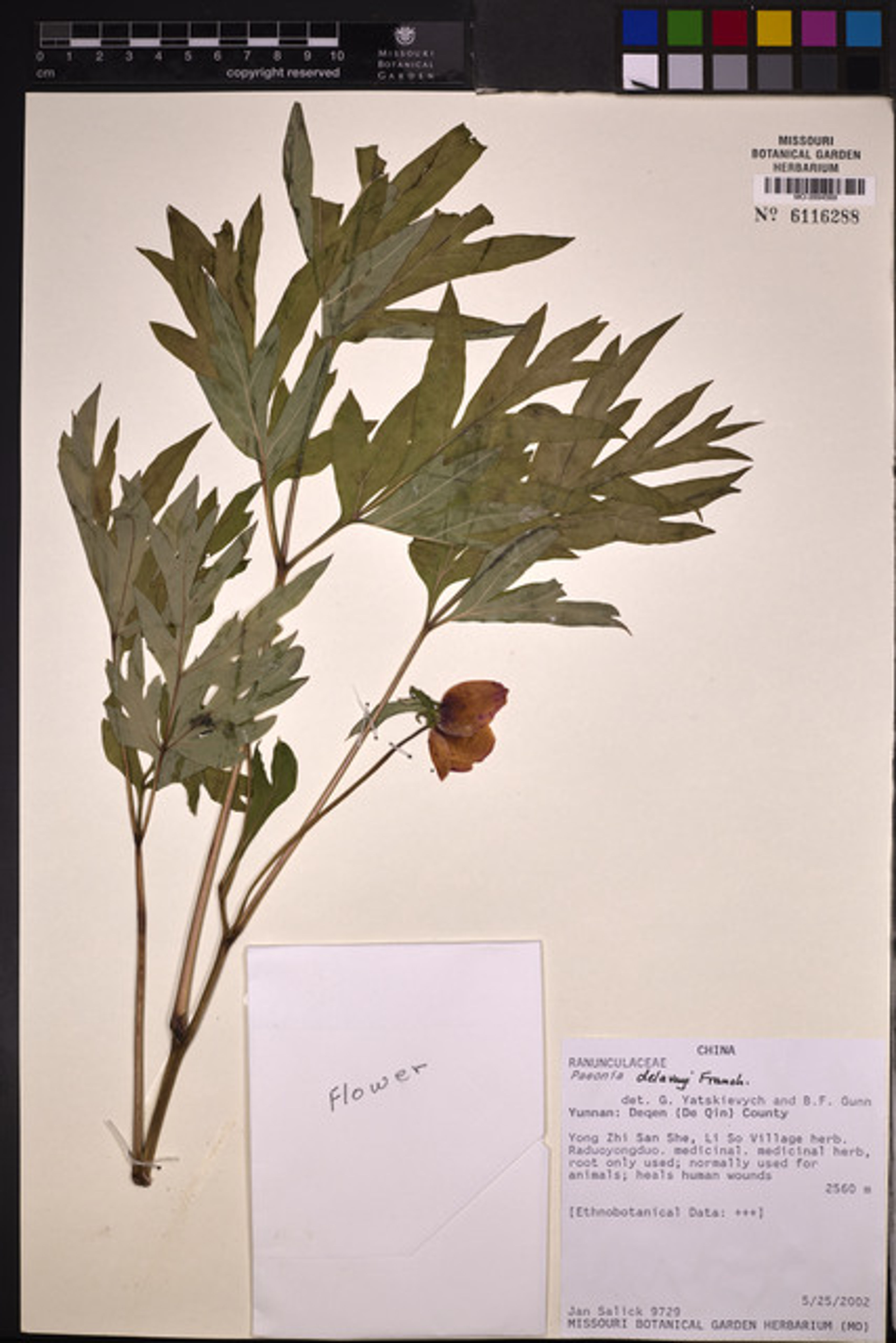 Paeonia delavayi - 36