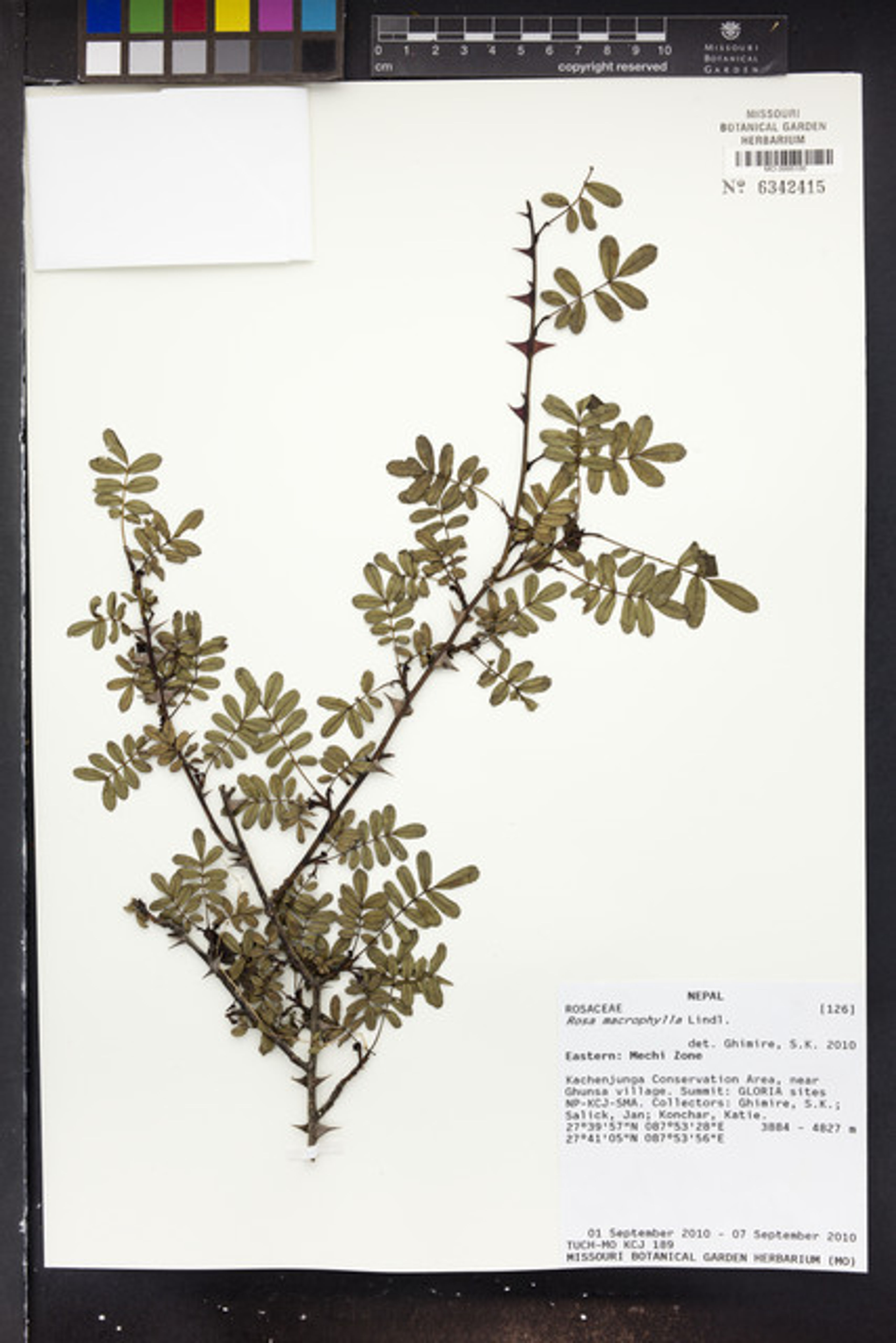 Rosa macrophylla - 65