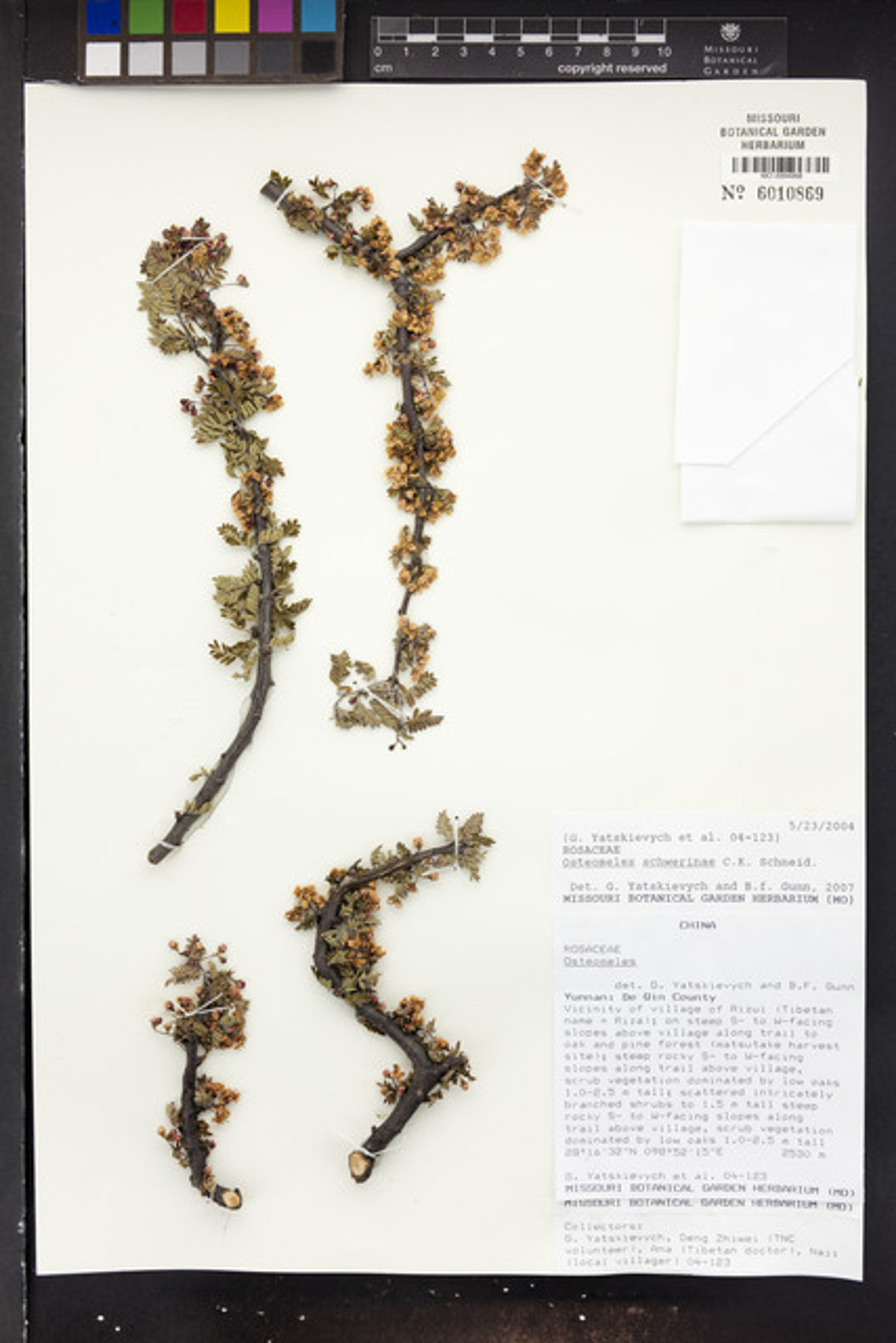 Osteomeles schwerinae - 55