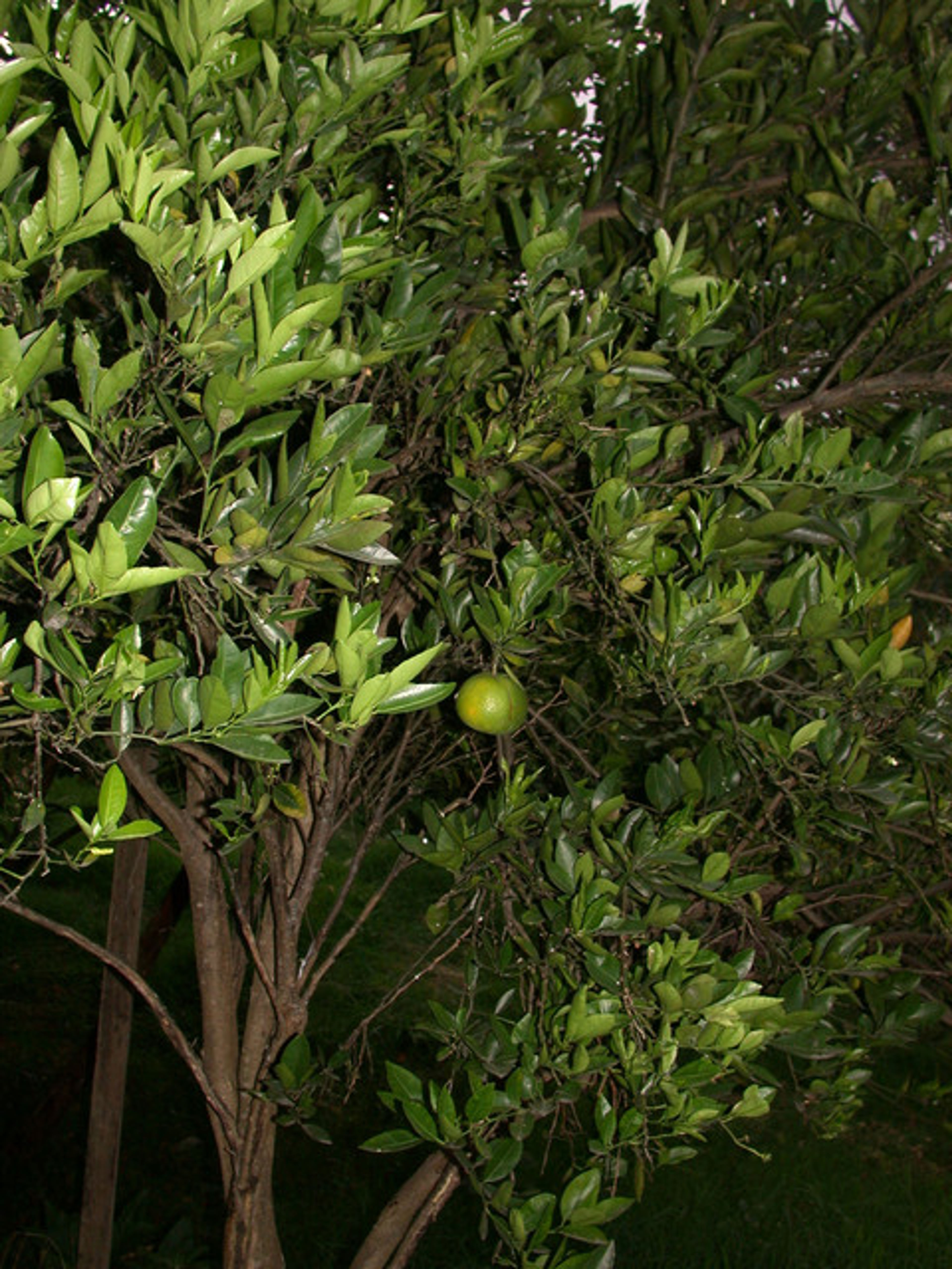 Citrus reticulata - 103