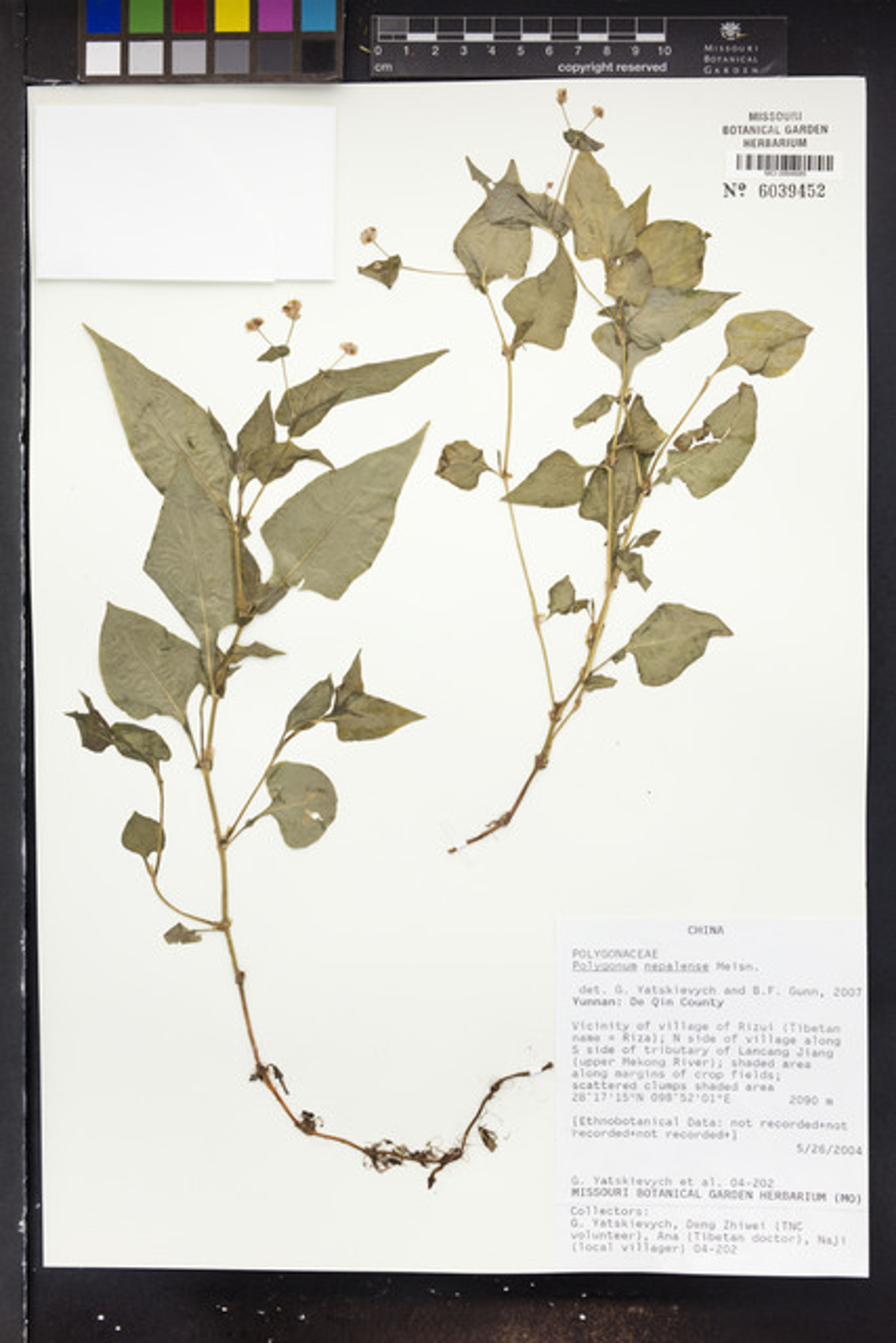 Polygonum nepalense - 44