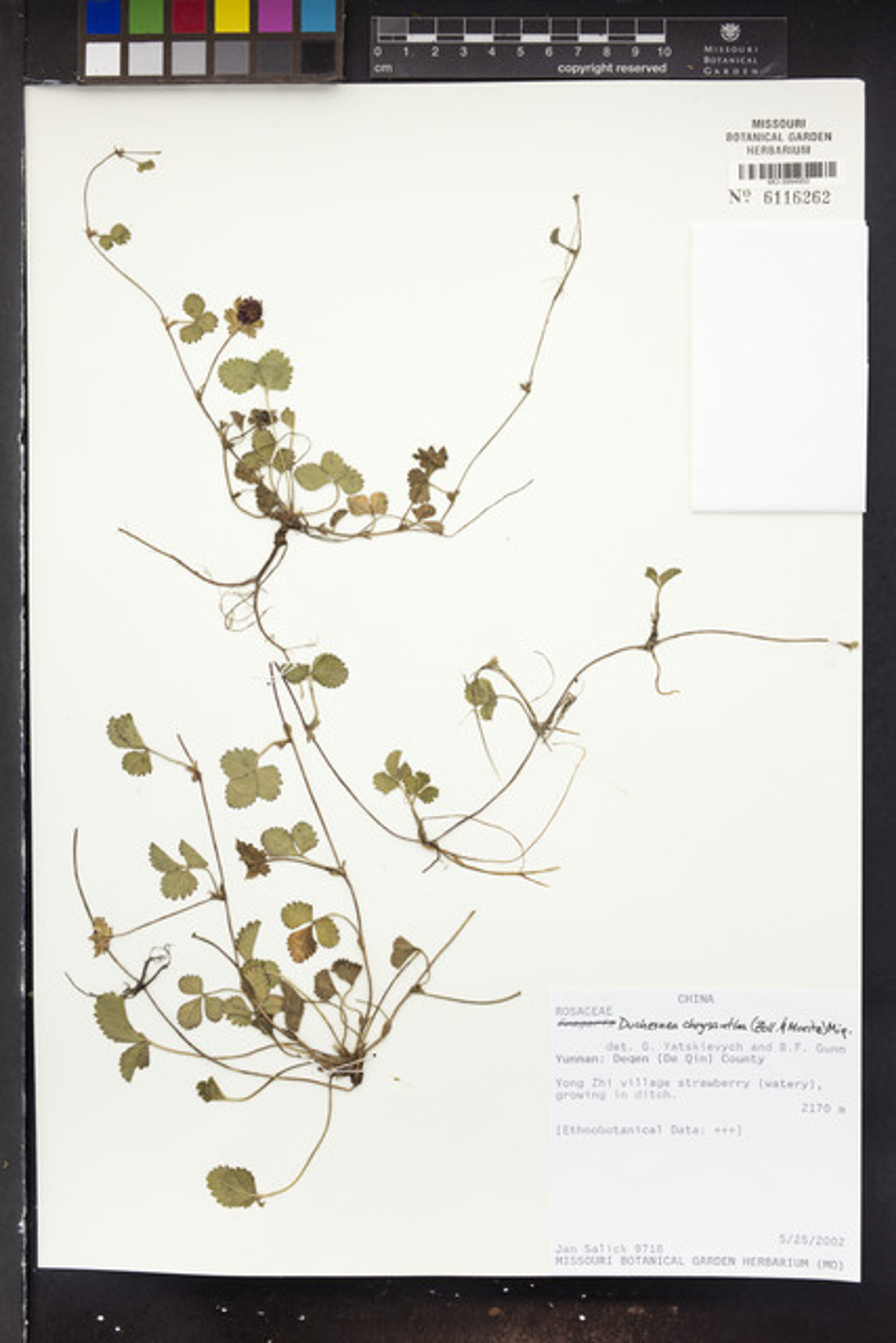 Duchesnea chrysantha - 50